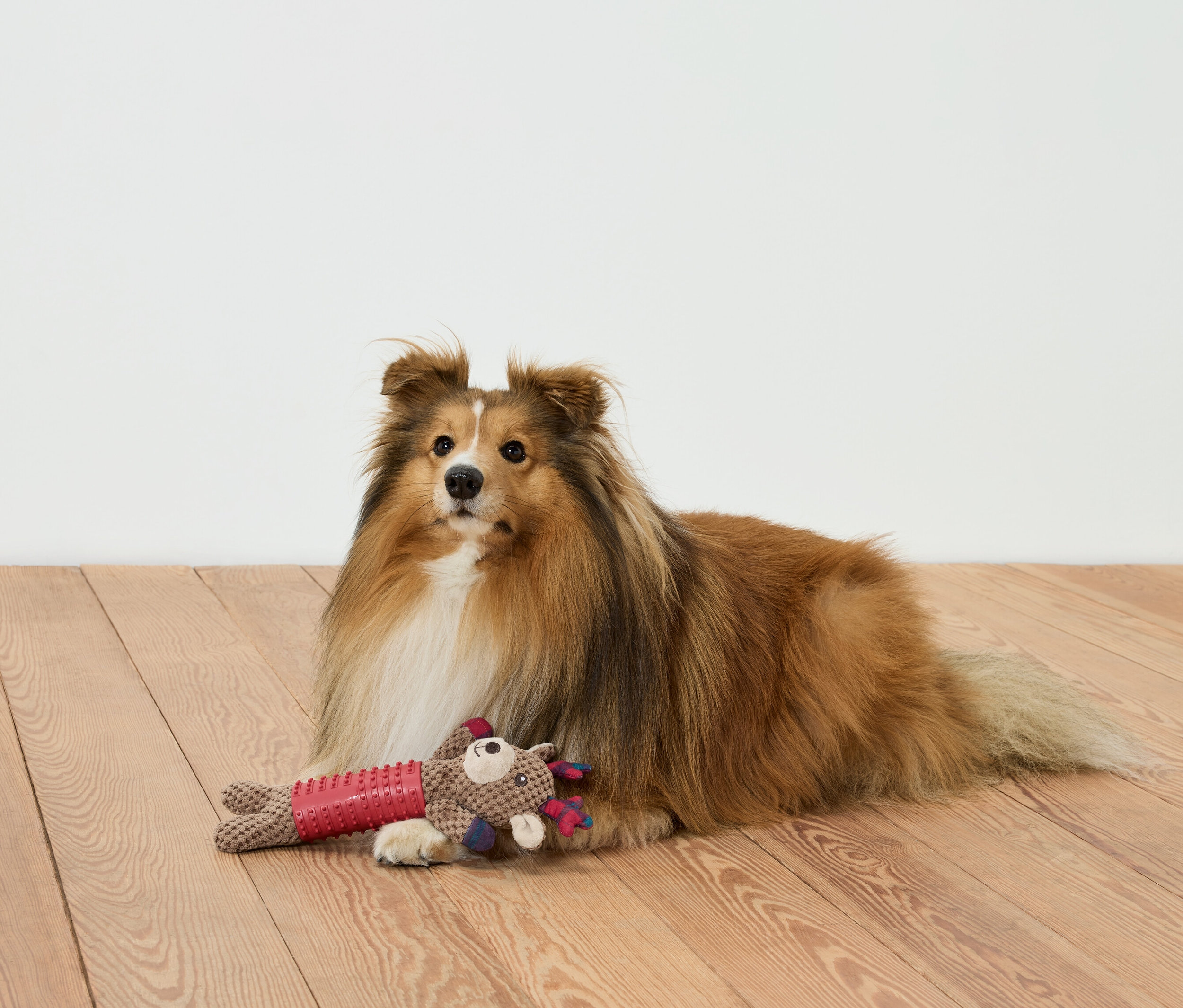 Ein brauner Hund liegt mit einem Spielzeug auf einem Holzboden.