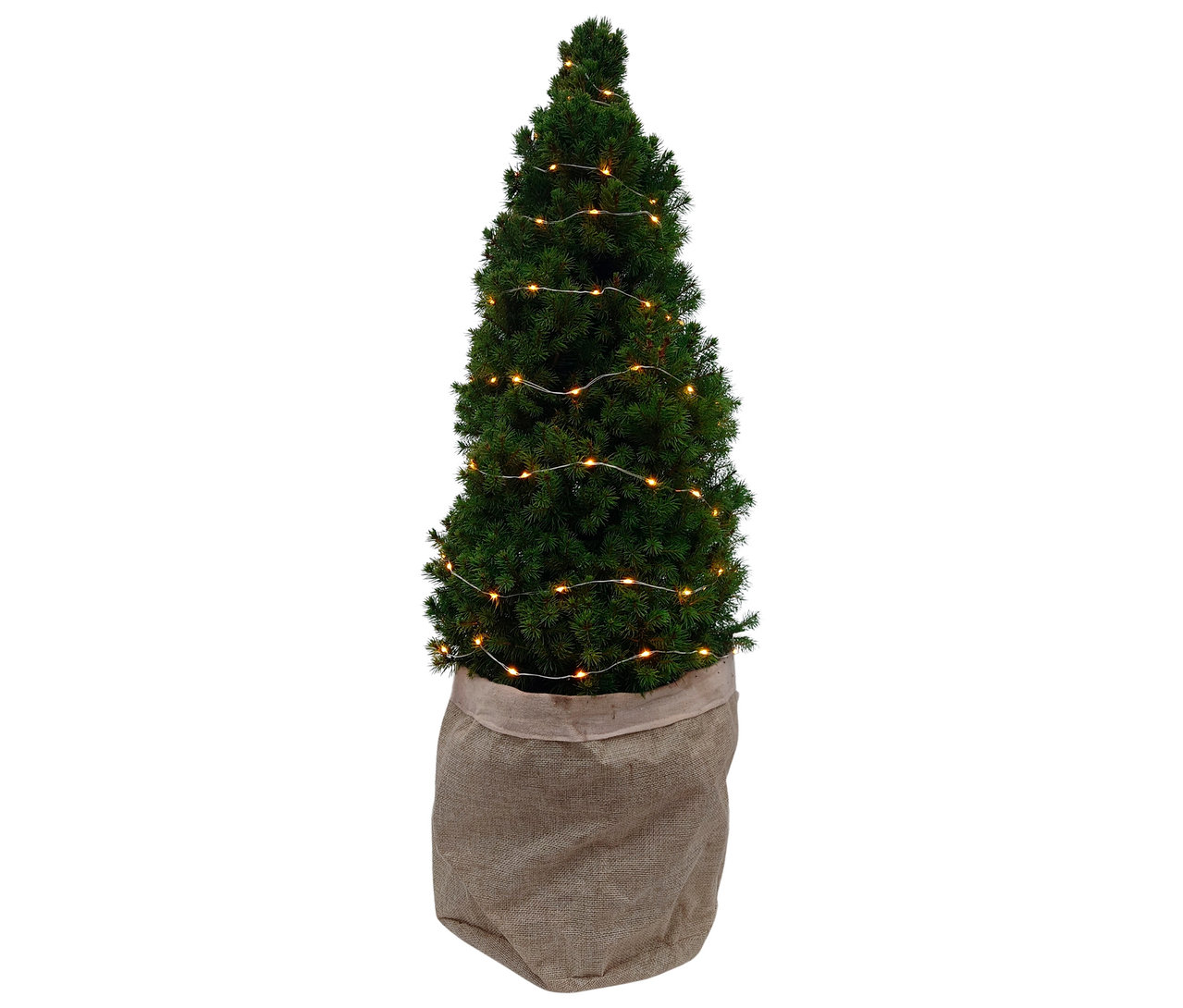 Eine Zuckerhutfichte mit Lichterkette, ca. 80 cm, steht in einem Jutesack.