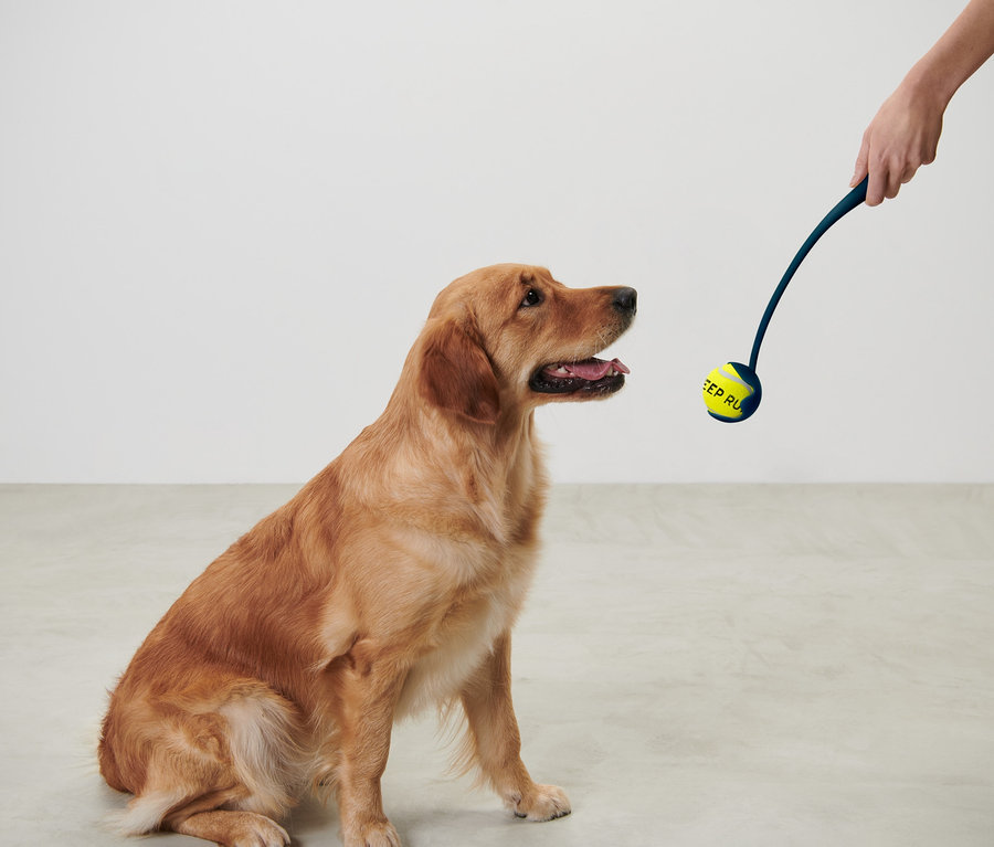 Golden Retriever sitzt und schaut auf eine Ballschleuder.