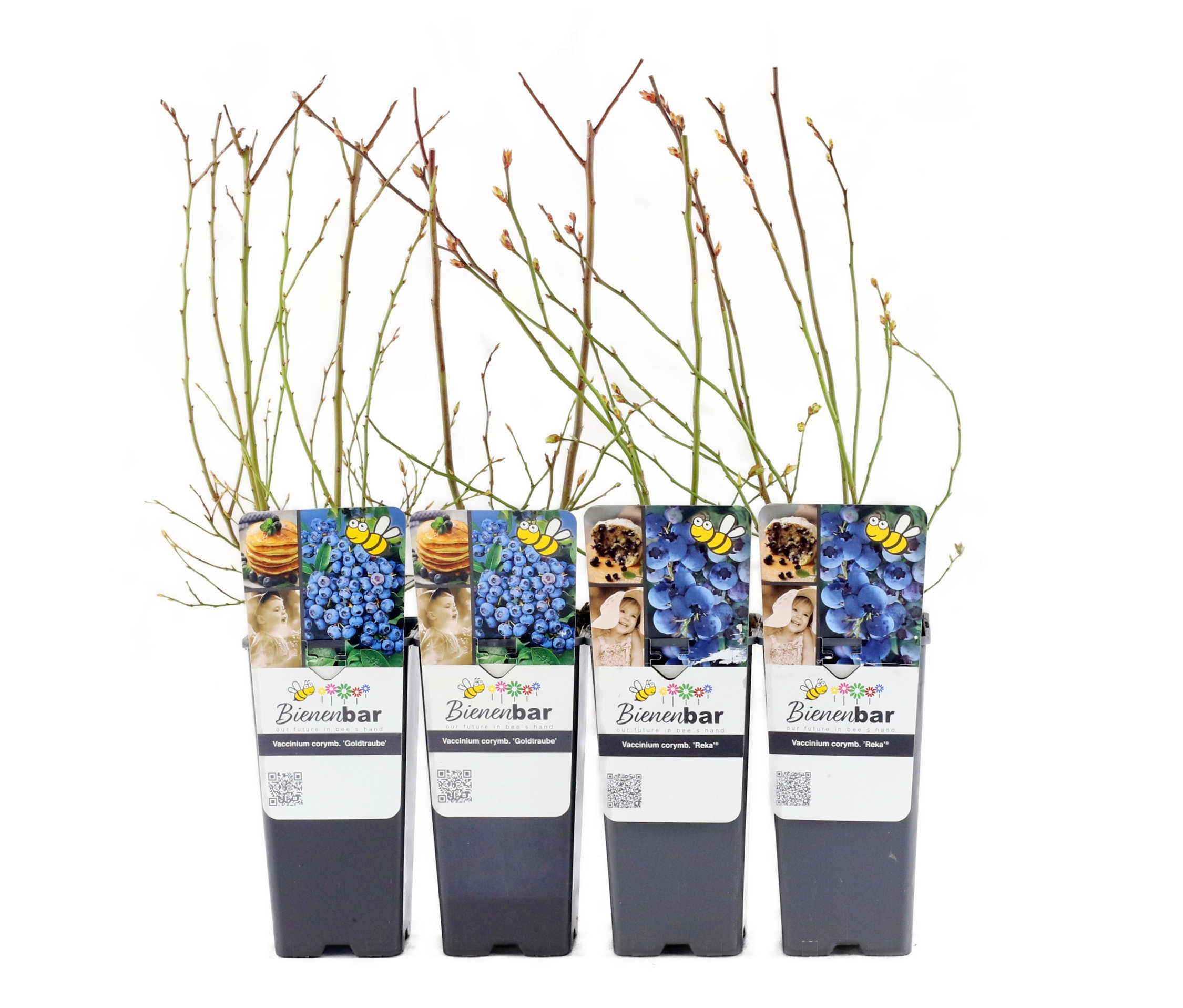 Vier Blaubeeren, 4er-Set, in schwarzen Töpfen.