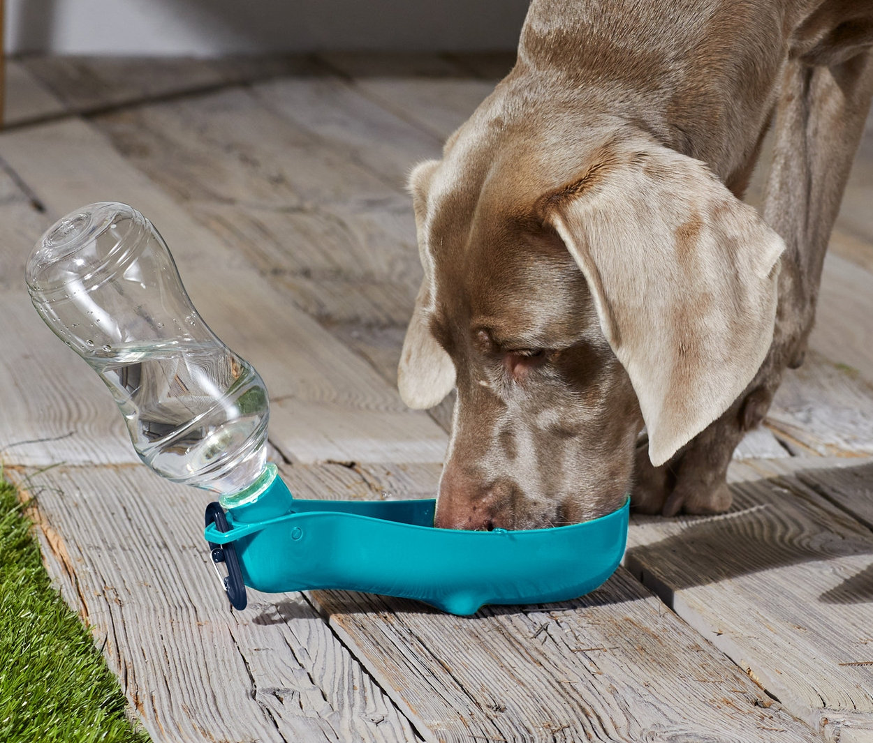 Hund trinkt aus Hunde-Trinkflasche mit integrierter Trinkschale.