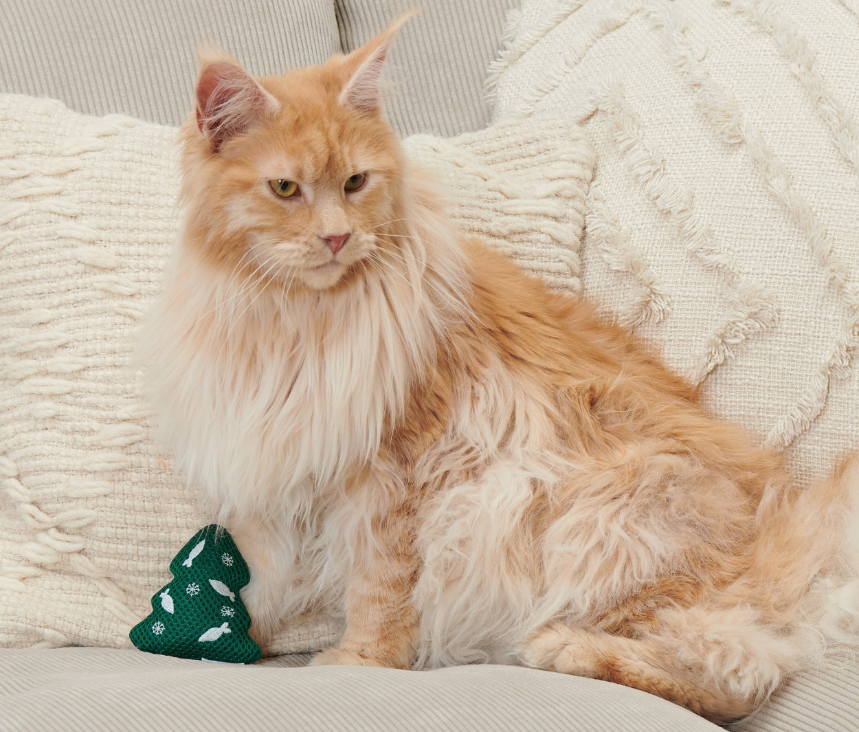 Orangefarbene Maine Coon Katze sitzt auf einem beigen Sofa neben einem grünen Weihnachtsbaum-Katzen-Spielzeug.