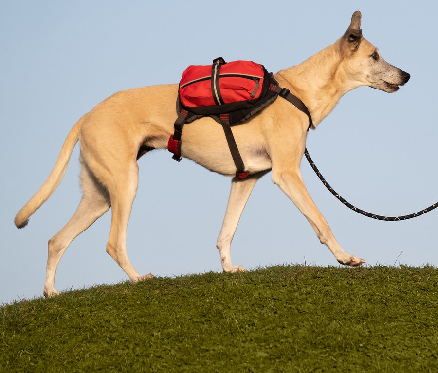 Ein hellbrauner Hund geht auf einem grünen Hügel. Er trägt einen roten Hunderucksack.