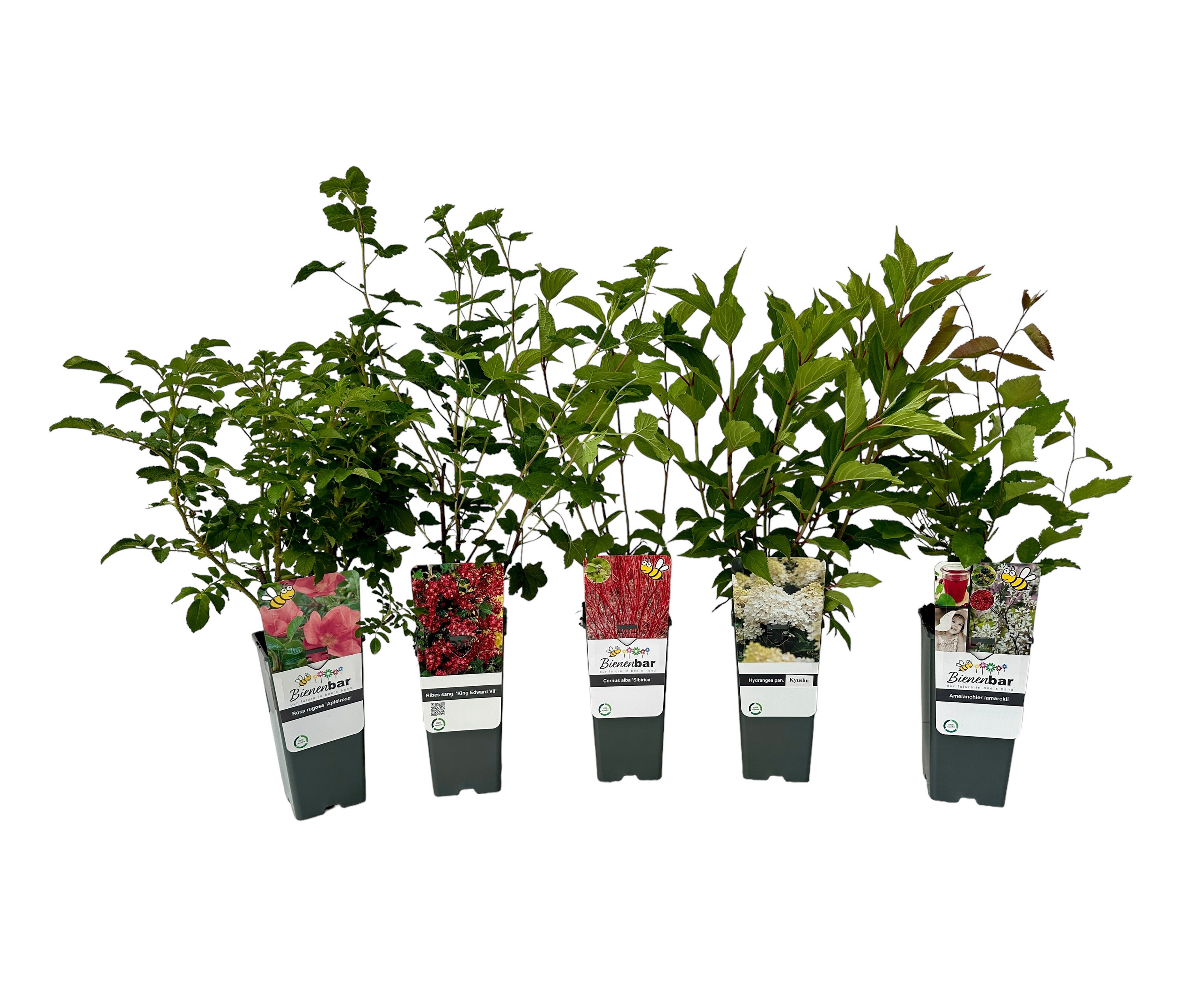 Fünf Naturschutzhecke Pflanzen im Topf, rot-weiß.