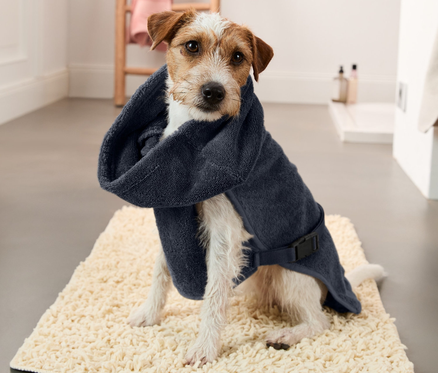 Jack Russell Terrier sitzt auf einer Matte und trägt einen marineblauen Hunde-Bademantel.