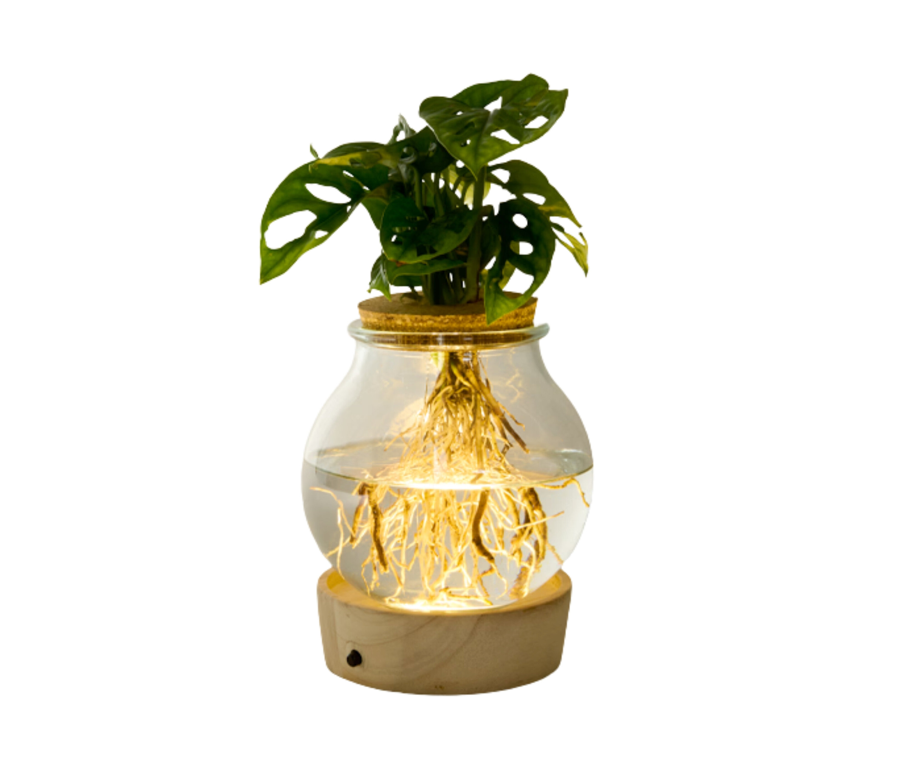 Wasserpflanze »Monstera« im Glas mit LED.