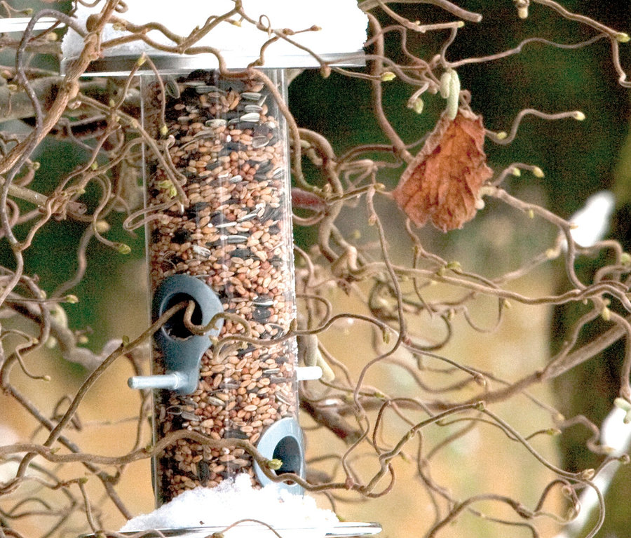 Ein Futterspender mit Acrylglasröhre hängt an einem Baum, teilweise mit Schnee bedeckt.