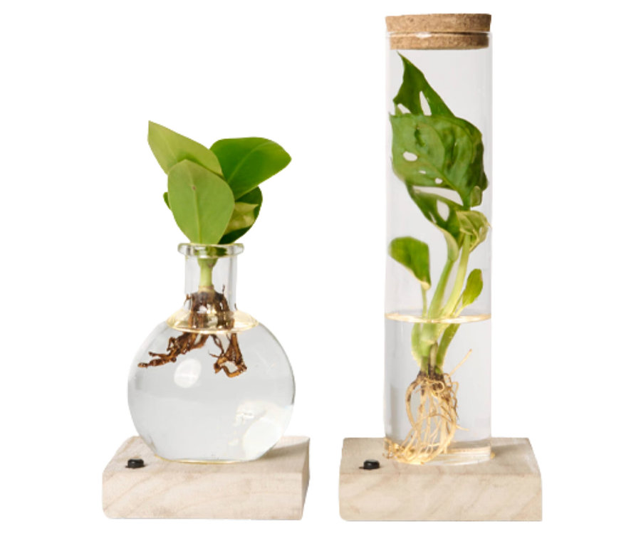 Zwei Wasserpflanzen im Glas mit LED »Monstera und Clusia« auf Holzsockel.