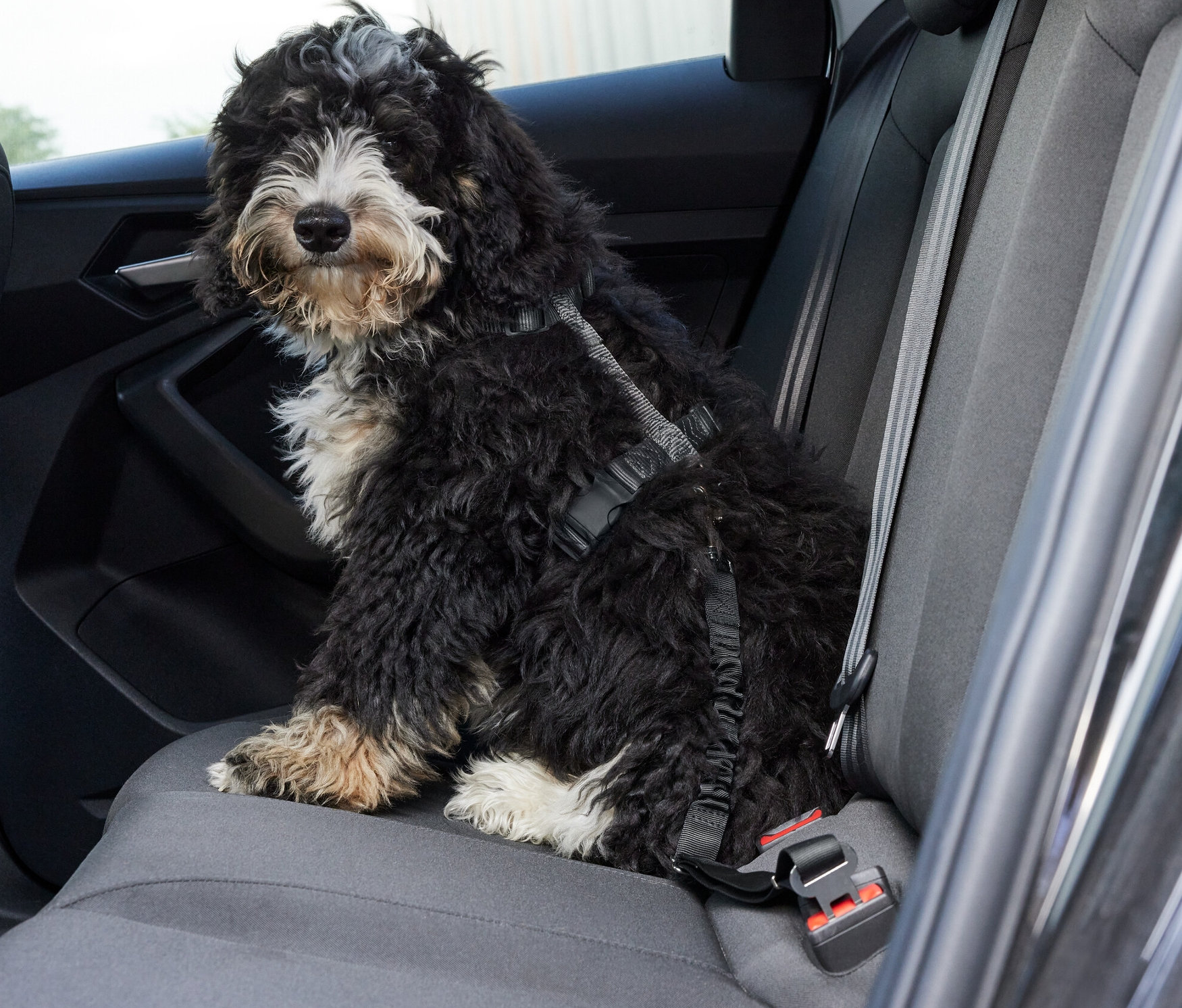 Ein Hund sitzt auf dem Rücksitz eines Autos und trägt einen Hunde-Auto-Sicherheitsgurt.