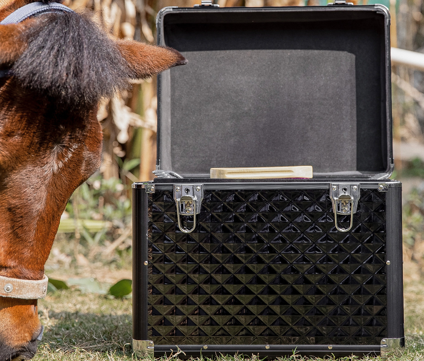Pferdekopf neben einer offenen, schwarzen, glänzenden Navaris Pferde-Putzbox auf einer Wiese.