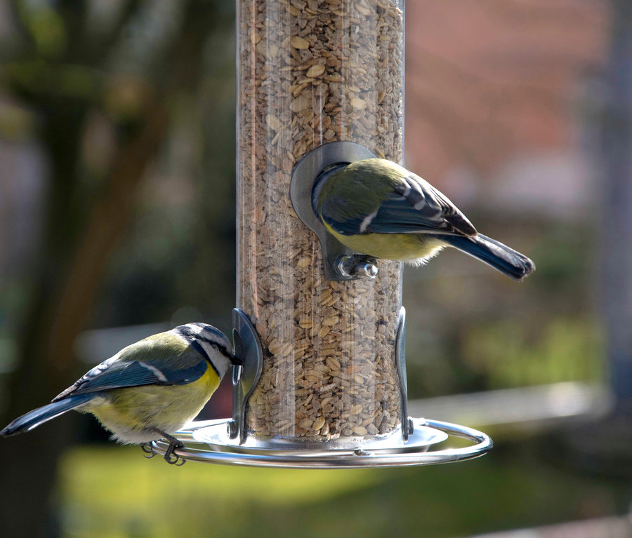 Zwei Blaumeisen fressen aus einem Futterspender mit Acrylglasröhre.