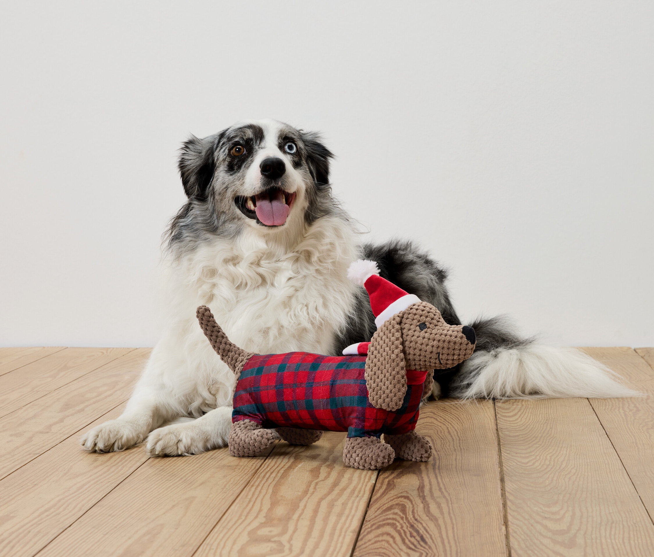 Liegender Hund mit unterschiedlichen Augen und Plüschdackel in Outfit und Nikolausmütze.