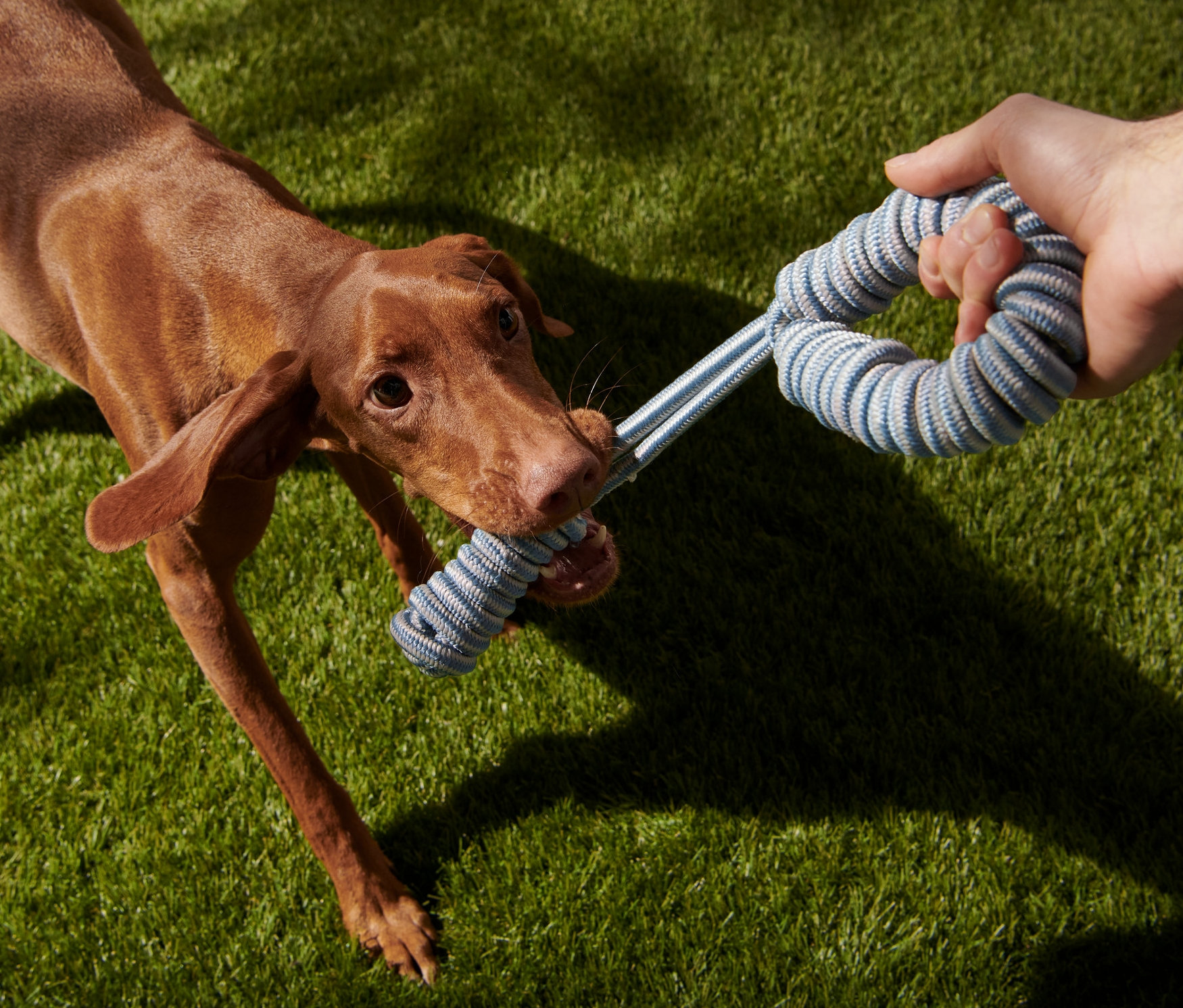 Hund hält Hunde-Zerrspielzeug im Maul.