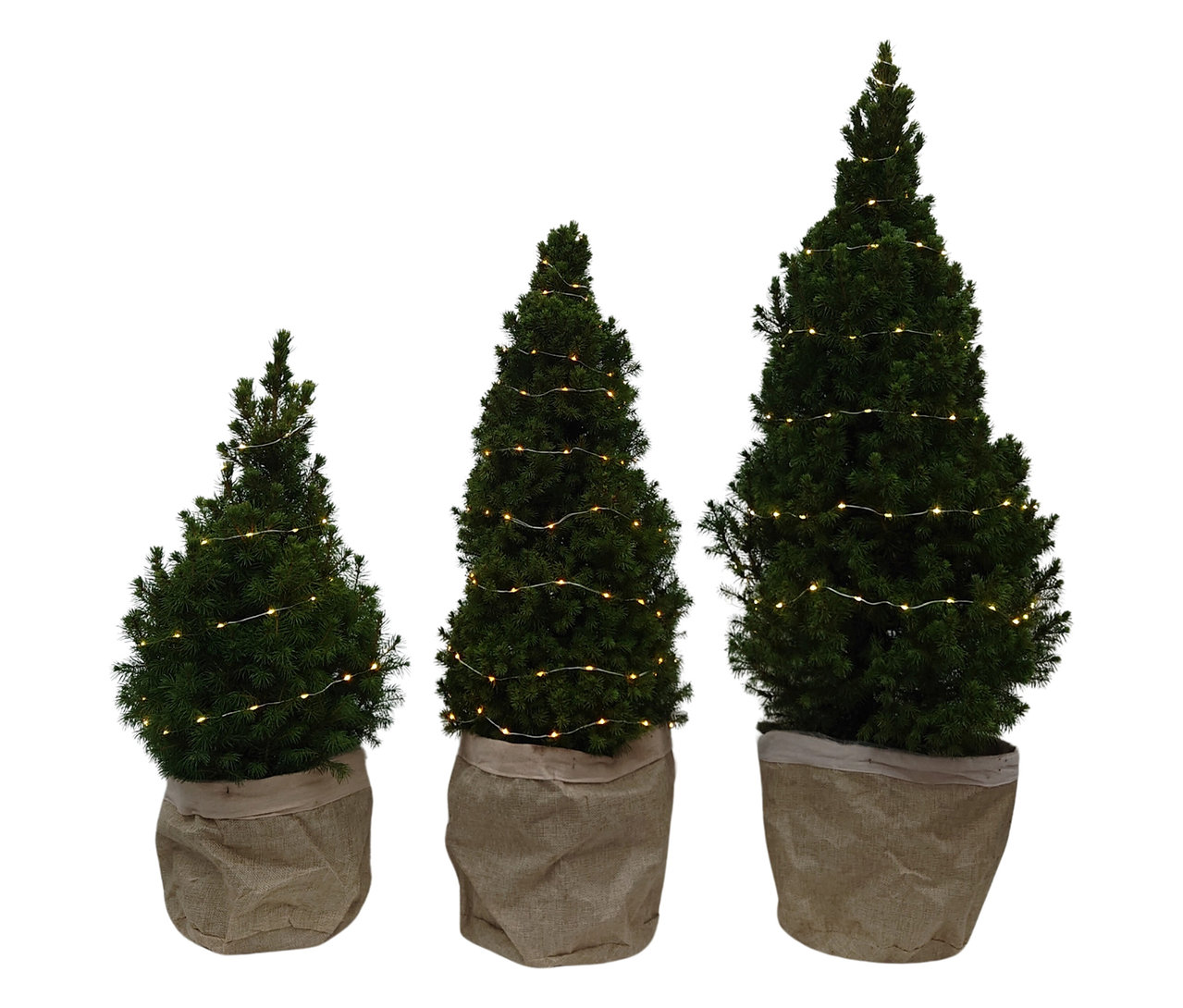 Drei Zuckerhutfichten mit Lichterkette, ca. 60 cm, ca. 80 cm und ca. 100 cm, stehen nebeneinander.