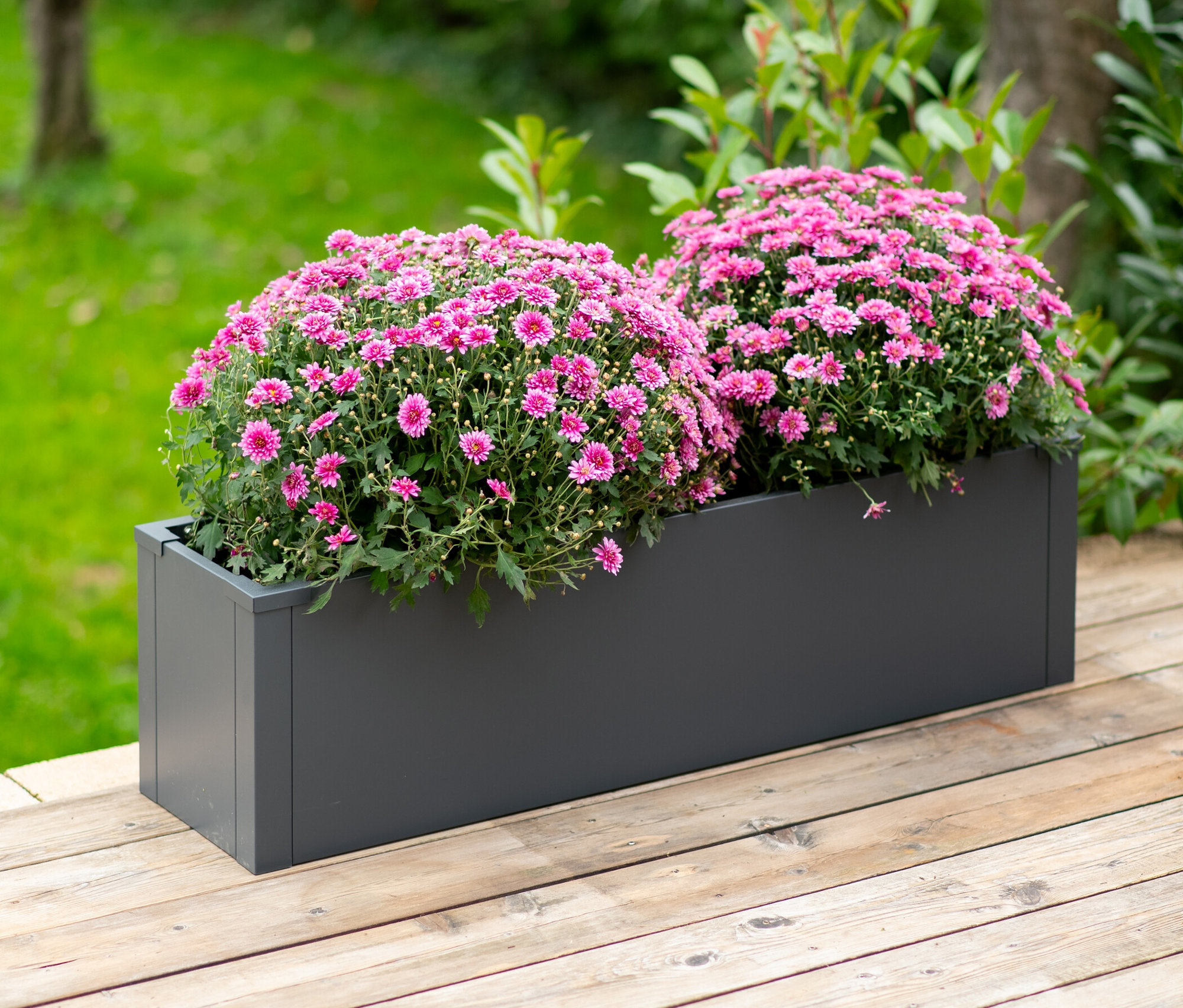 Zwei Büschel rosa Blumen in einem grauen rechteckigen Pflanzkasten mit Einlegeboden, ca. 27 cm, auf einem Holzdeck.