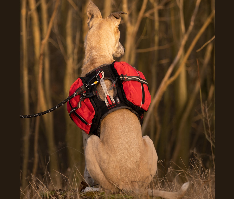 Von hinten sitzender beige Hund mit rotem Hunderucksack.