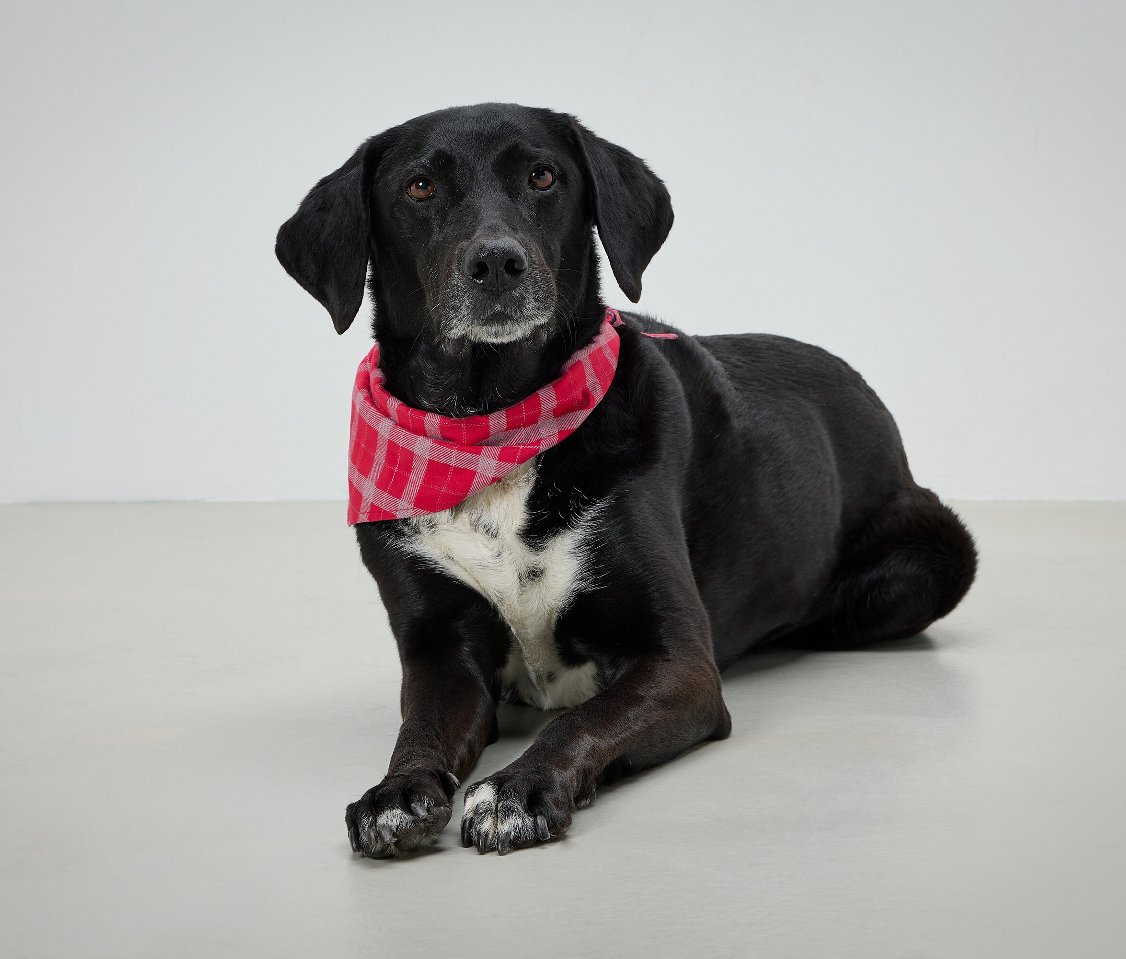 Schwarzer Hund mit rot kariertem Halstuch liegt auf grauem Hintergrund.