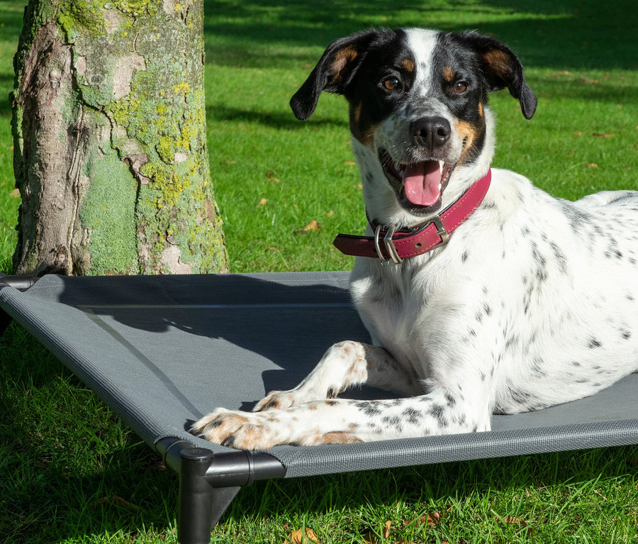 Ein Hund liegt auf einer Outdoor-Hundelounge.