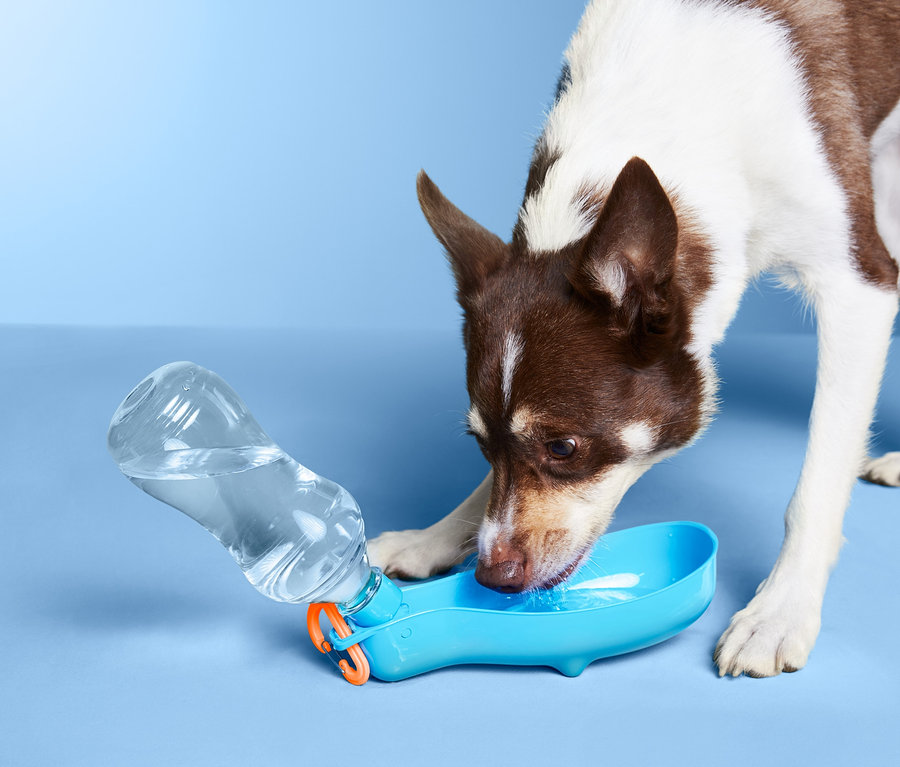 Hund trinkt aus der Hunde-Trinkflasche »To go«.