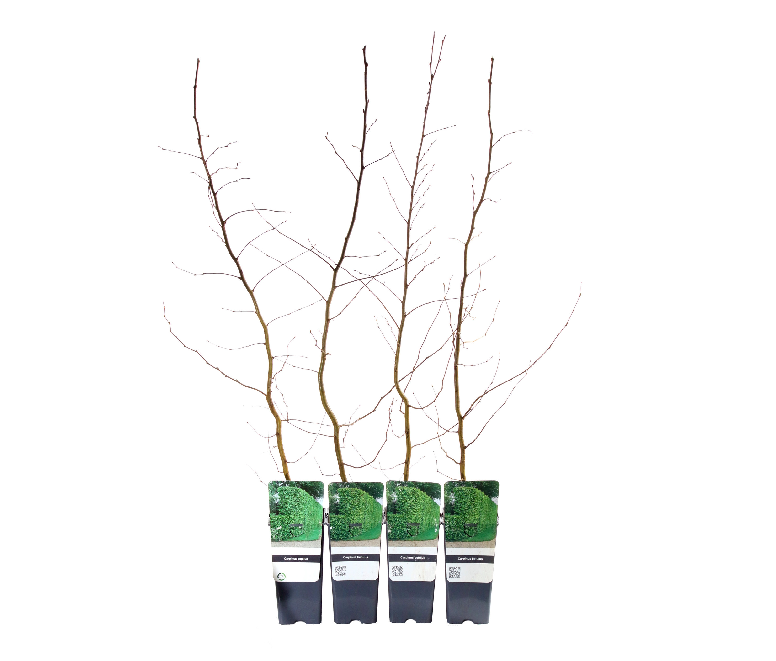 Vier Hainbuchen-Setzlinge in schwarzen Töpfen.