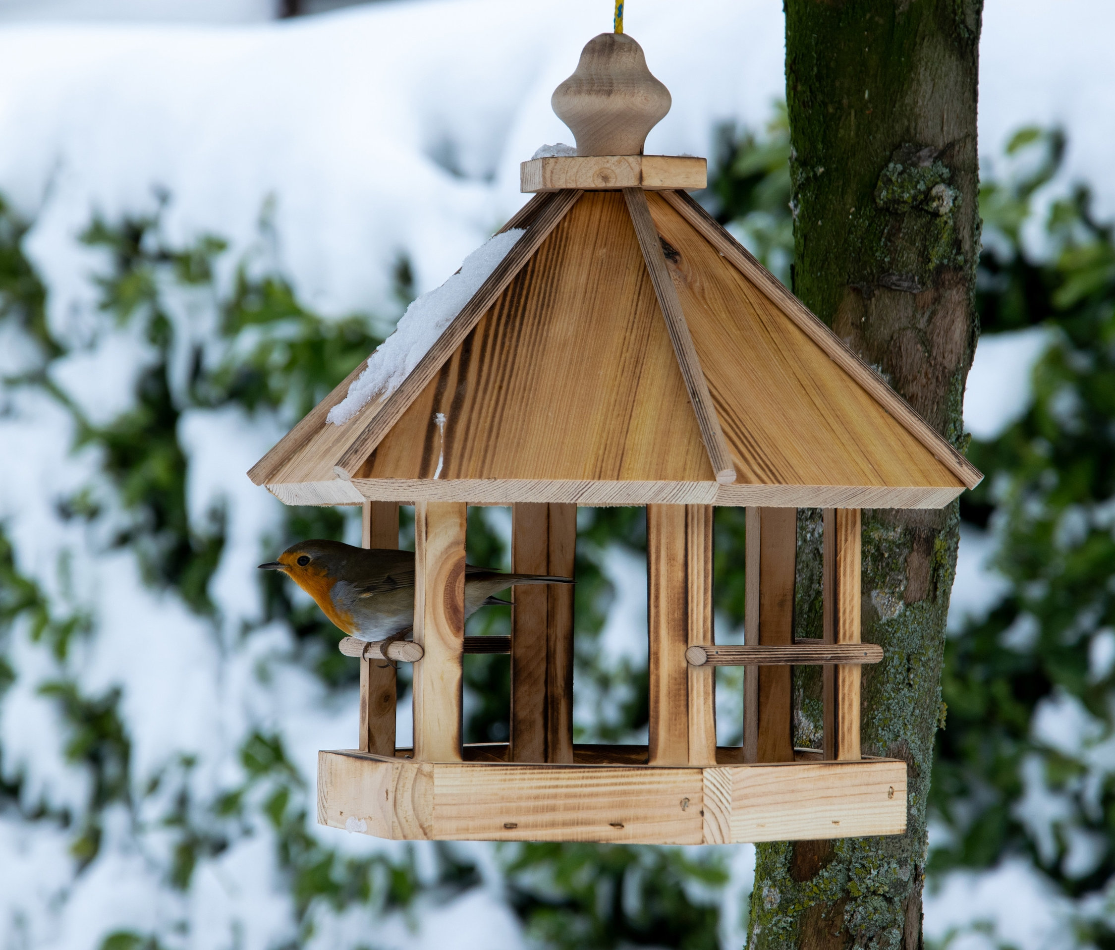 Ein Rotkehlchen sitzt in einem hölzernen Vogelfutterhaus »Caliente«, das an einem Baum hängt. Das Futterhaus ist leicht verschneit.