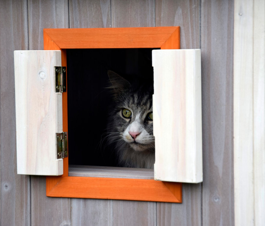 Grau-weiße Katze mit weißer Nase und grünen Augen schaut aus dem Fenster eines Katzenhauses.