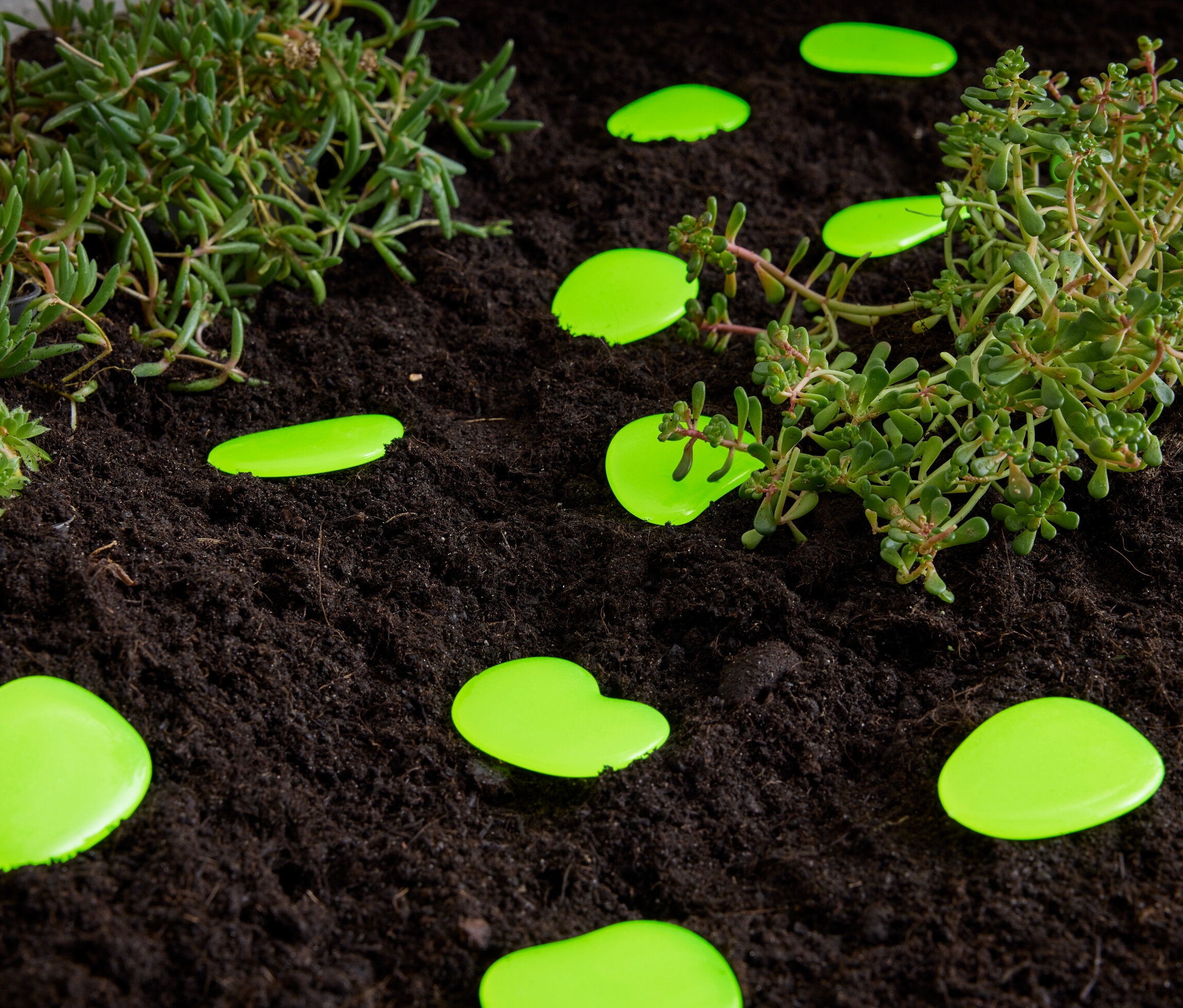 Grüne Leuchtkieselsteine liegen auf Erde neben Pflanzen.