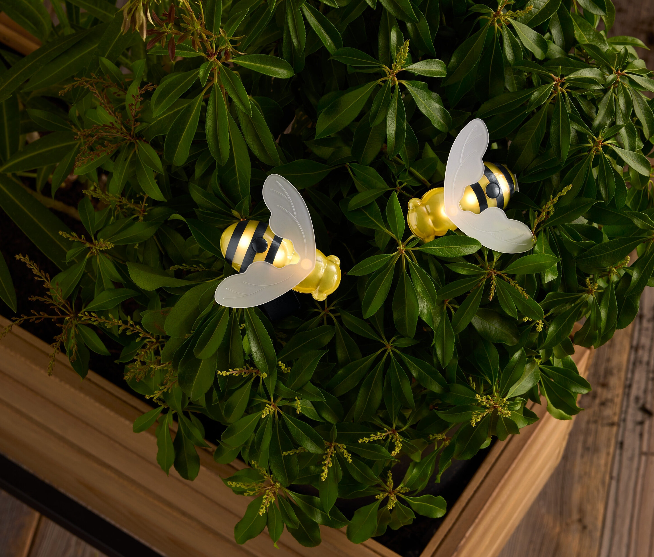 Zwei gelbe und schwarz gestreifte Bienen mit durchscheinenden Flügeln inmitten von grünen Blättern in einem Holzkasten.