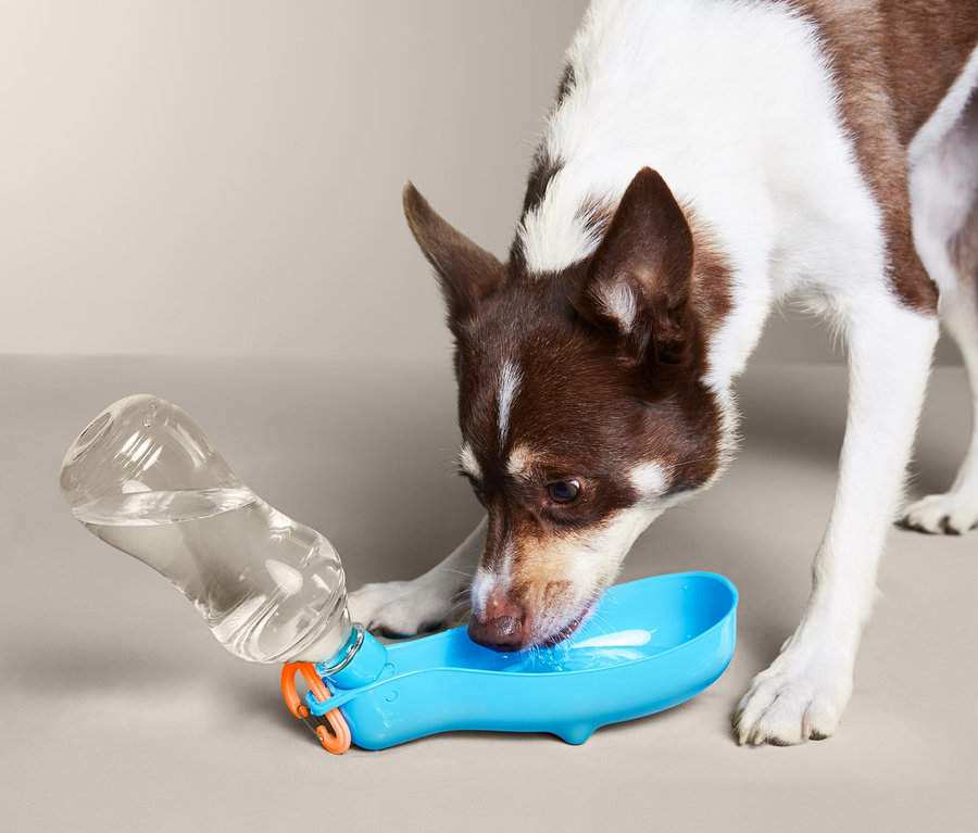 Hund trinkt aus der Hunde-Trinkflasche »To go«.