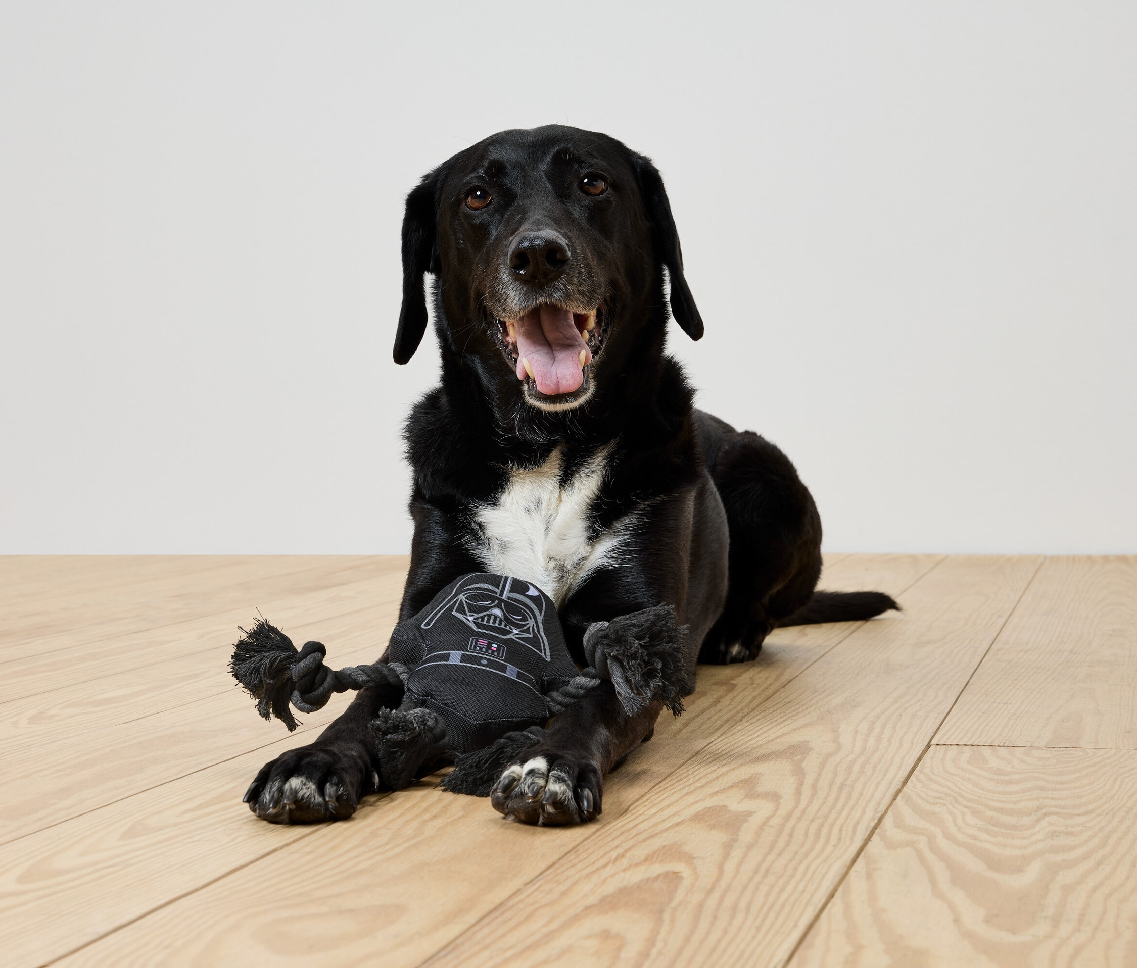 Ein schwarzer Hund liegt auf einem Holzboden und spielt mit einem schwarzen Darth Vader Spielzeug.