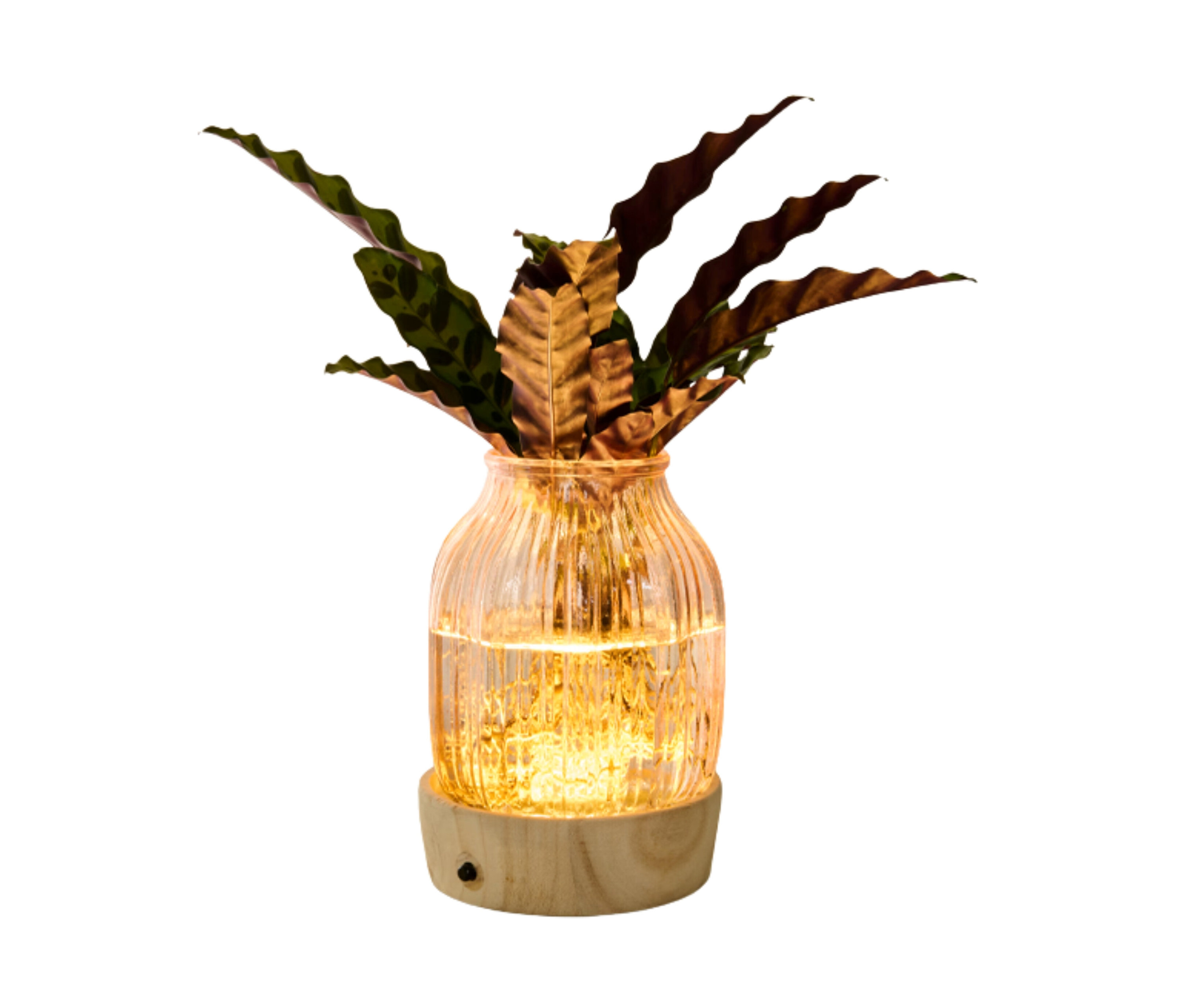 Wasserpflanze im Glas mit LED »Calathea«.