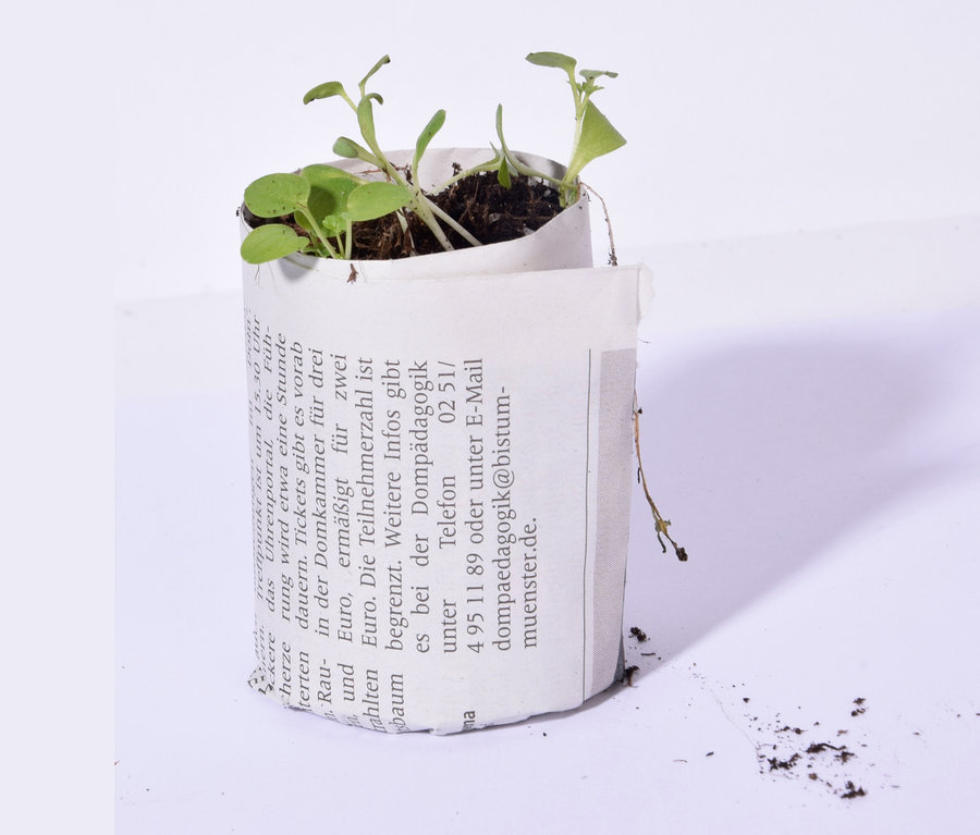Setzlinge wachsen in einem Papiertopf von Dobar.