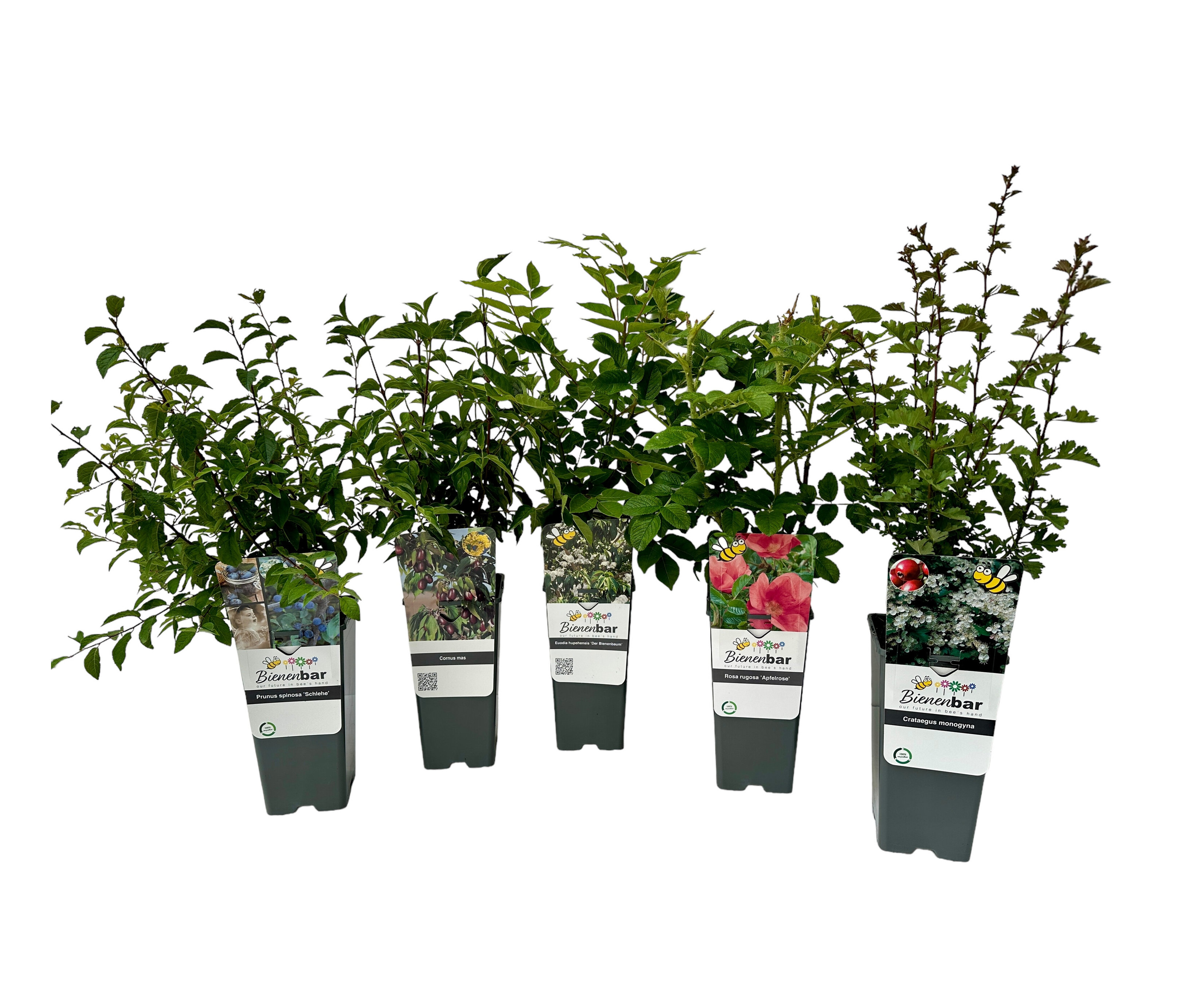 Fünf mehrfarbige Naturschutzhecke, 5er-Set, in schwarzen Töpfen.