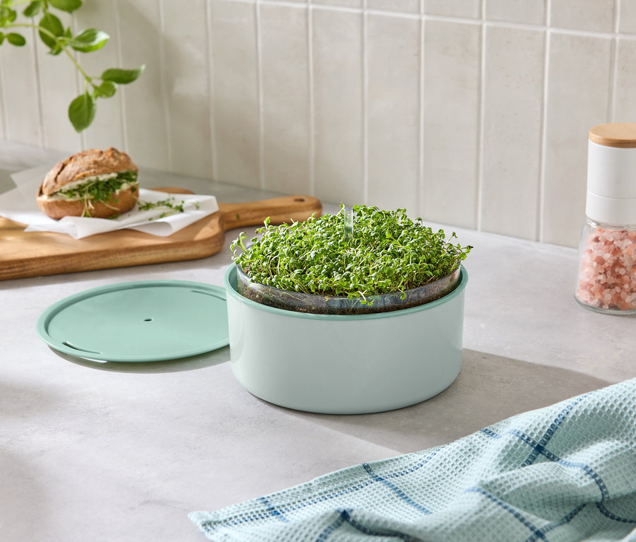 Ansicht einer Arbeitsfläche mit einem Sprossenzuchtgerät, einem Sandwich, einem Salzstreuer und einem Geschirrtuch.