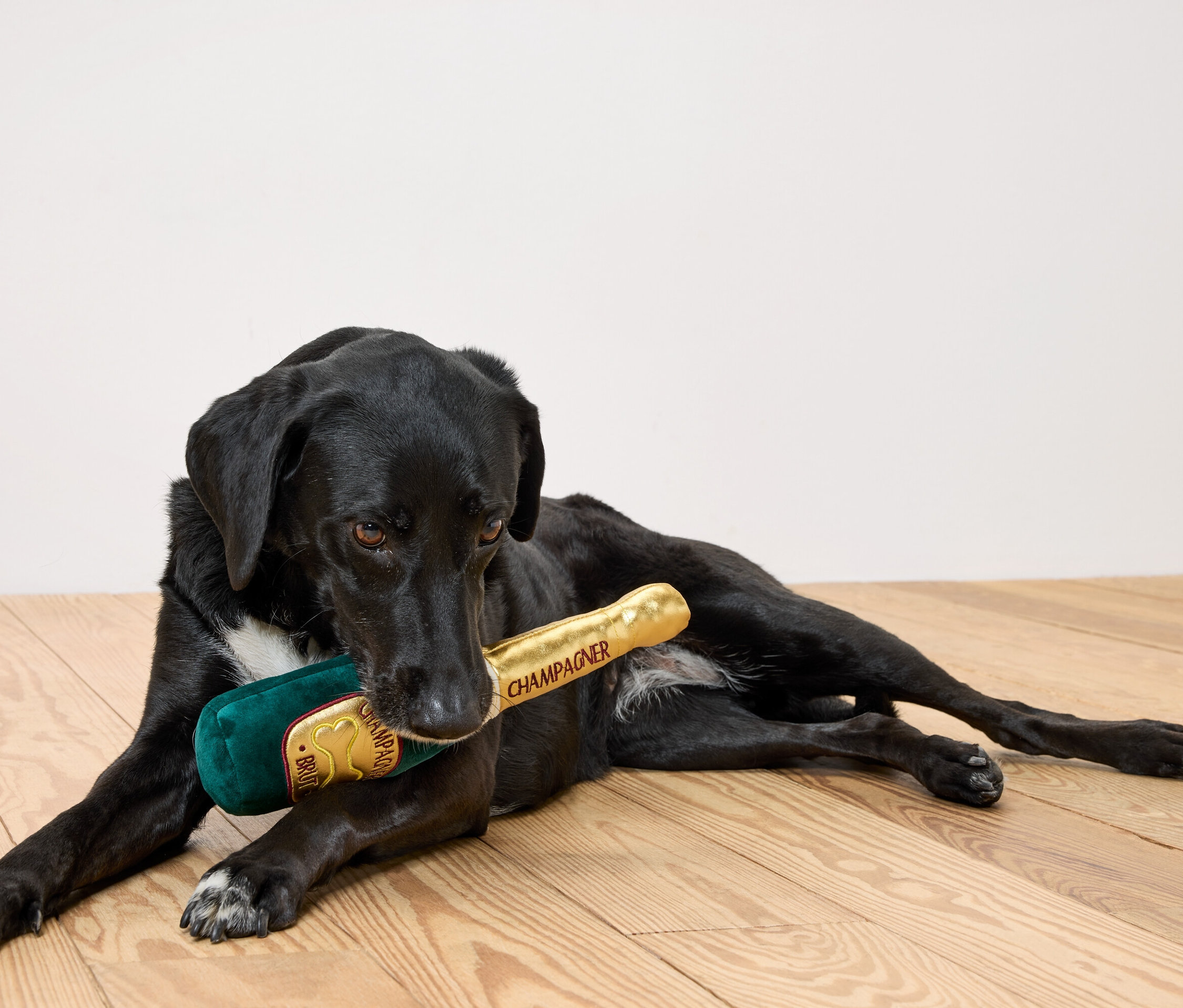 Ein schwarzer Hund liegt auf einem Holzboden und hält eine Plüsch-Champagnerflasche im Maul.