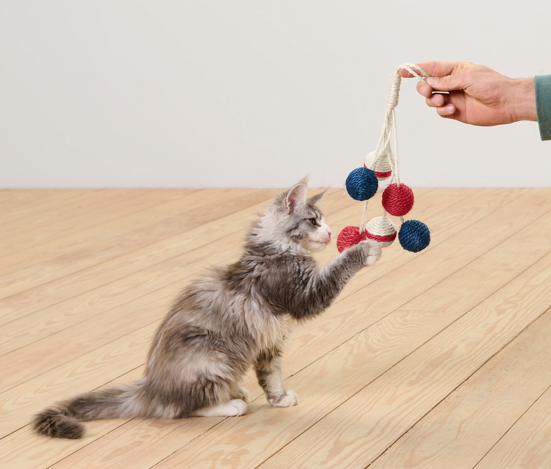 Eine Katze spielt mit einem Katzenspielzeug »Rassel«, das von einer Hand gehalten wird.