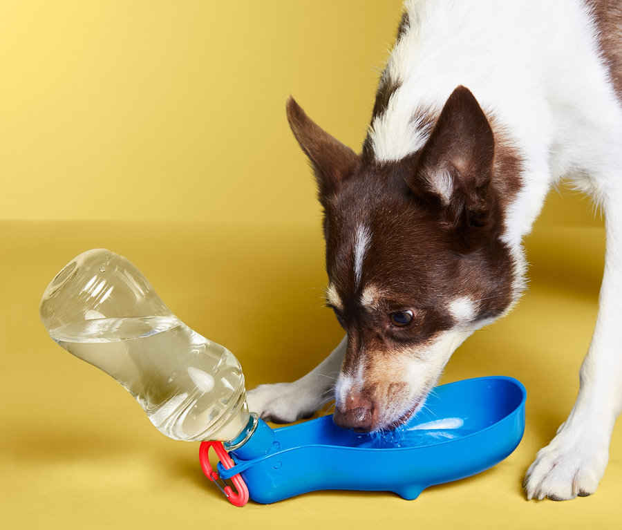 Hund trinkt aus der Hunde-Trinkflasche »To go«.