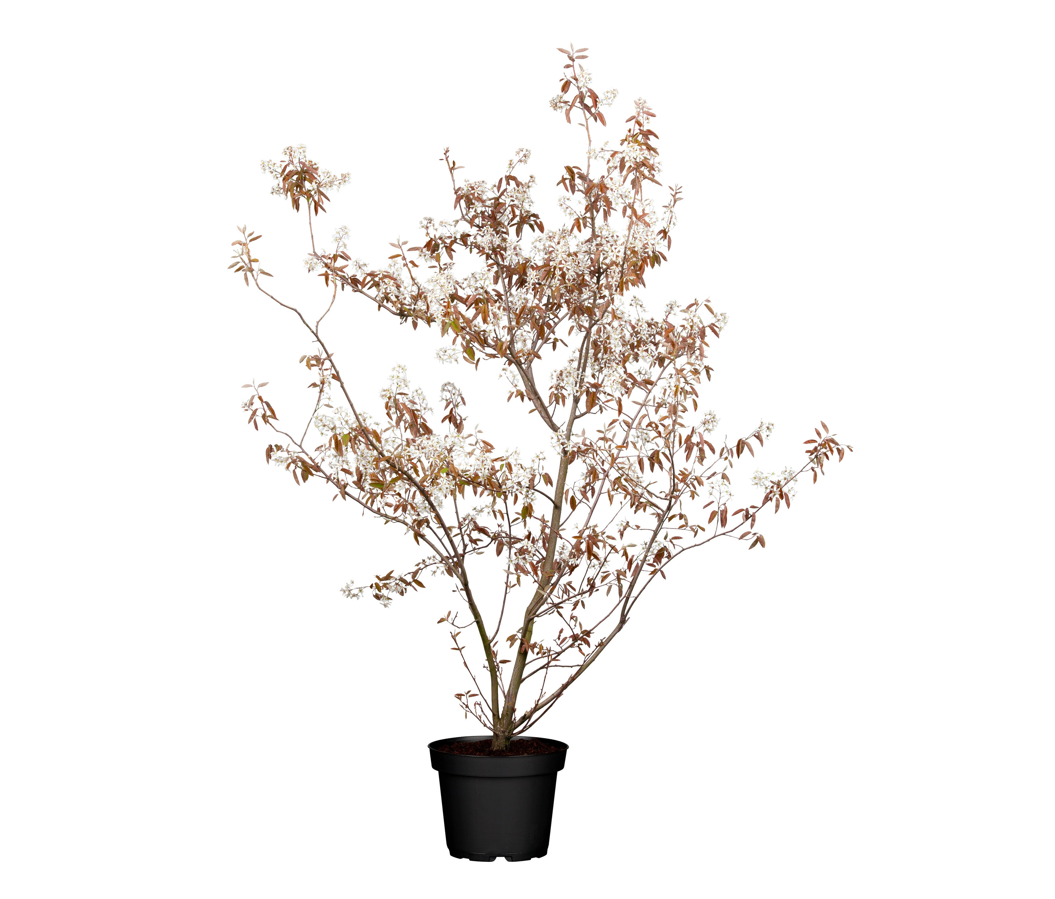 Blühender Kupfer-Felsenbirne-Baum in einem schwarzen Topf.