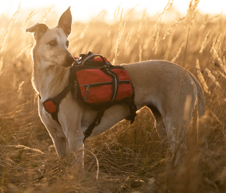 Hellbrauner Hund mit rotem Hunderucksack, Gr. M, Gr. L und Gr. S steht im Gras.