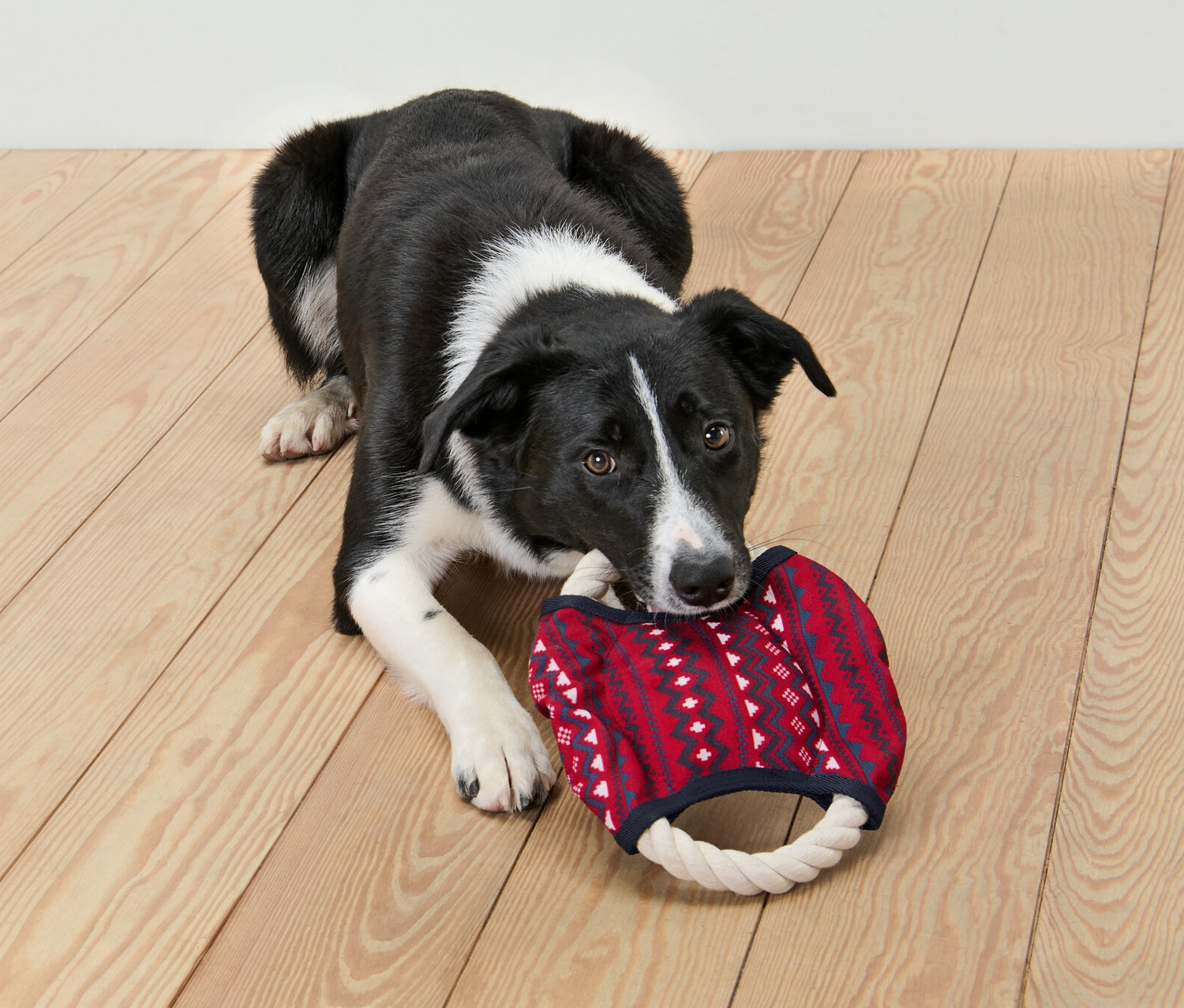 Ein schwarz-weißer Hund liegt auf dem Boden und kaut auf einem Hunde-Tau-Spielzeug.