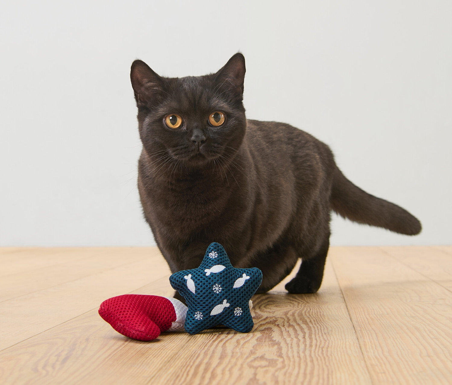 Eine schwarze Katze steht auf einem Holzboden neben einem Katzenspielzeug.