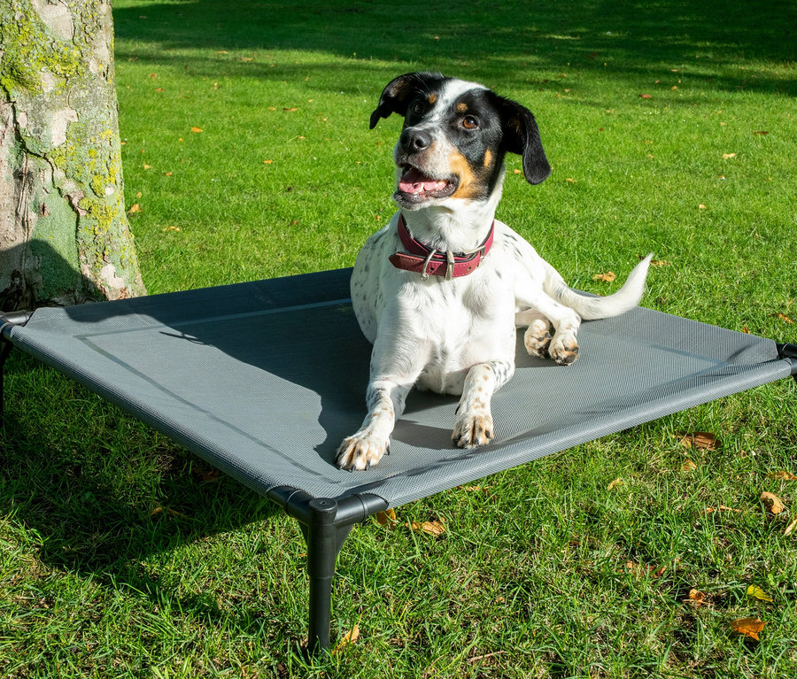 Hund liegt auf grauer Outdoor-Hundelounge neben einem Baum.