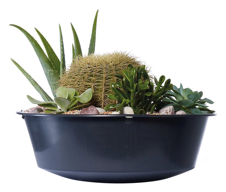 Kaktus, Aloe Vera und Sukkulenten in einer schwarzen Schale mit Steinen.