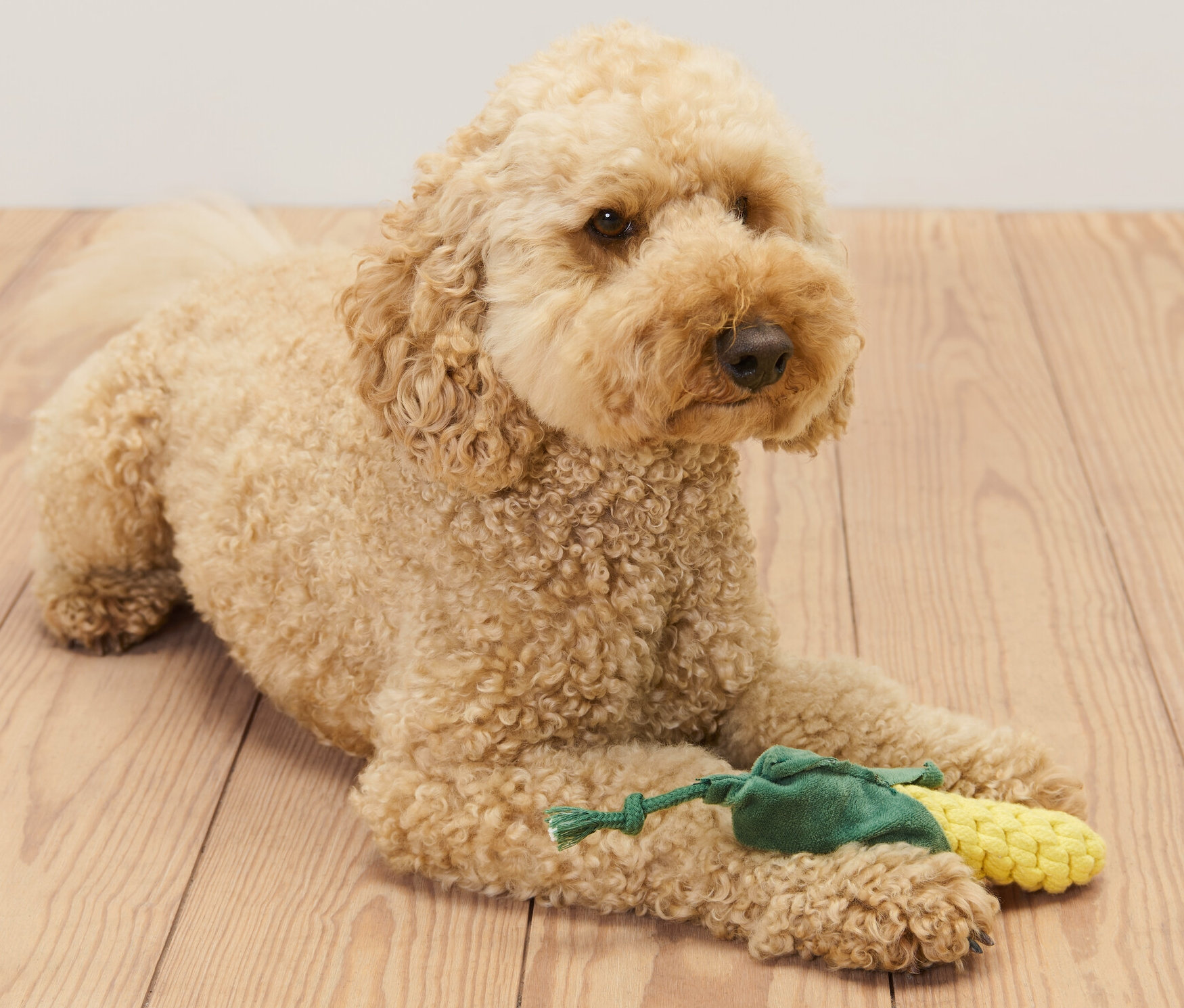 Ein goldener Cockapoo liegt auf einem Holzboden und hält ein Hundespielzeug »Mais«.