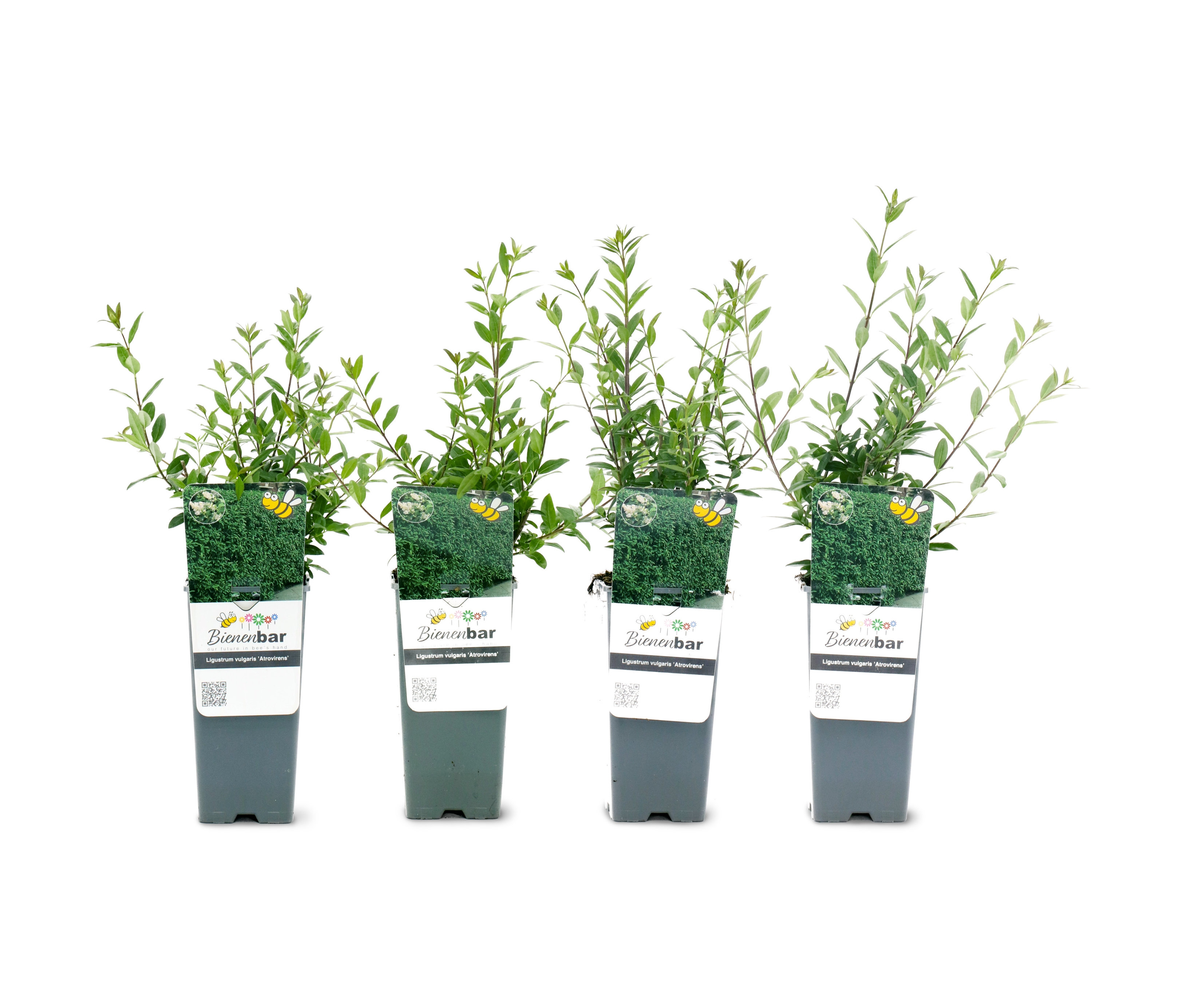 Vier eingetopfte Heckenpflanzen, Liguster, 4er-Set.