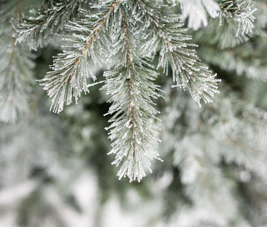 Nahaufnahme von frostigen Zweigen der Fichte Frost mit Metallständer, 180 cm.