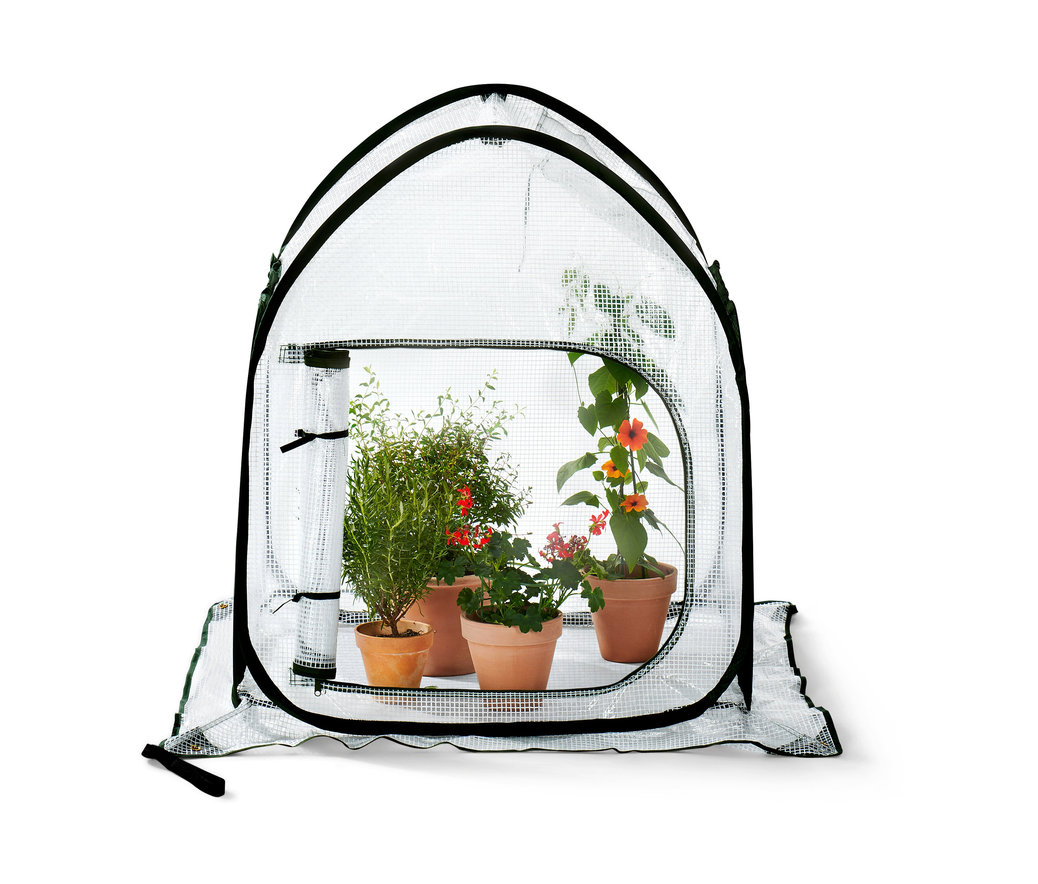 Vier Tontöpfe mit Pflanzen in einem kleinen Pop-up-Pflanzenschutz-Zelt.