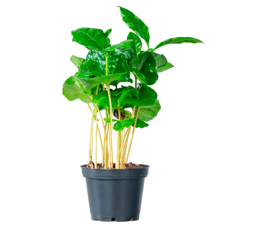 Grüne Pflanze mit glänzenden Blättern in einem schwarzen Topf.