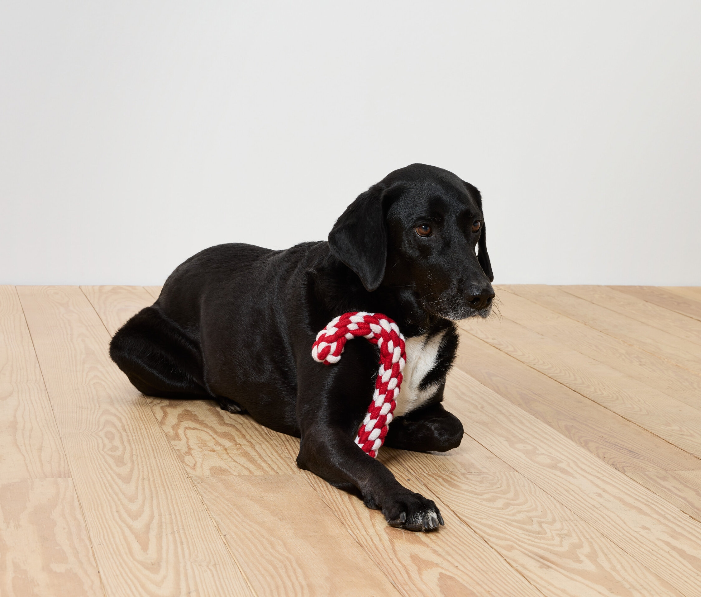 Schwarzer Hund liegt mit rot-weißem Zuckerstock auf Holzboden.