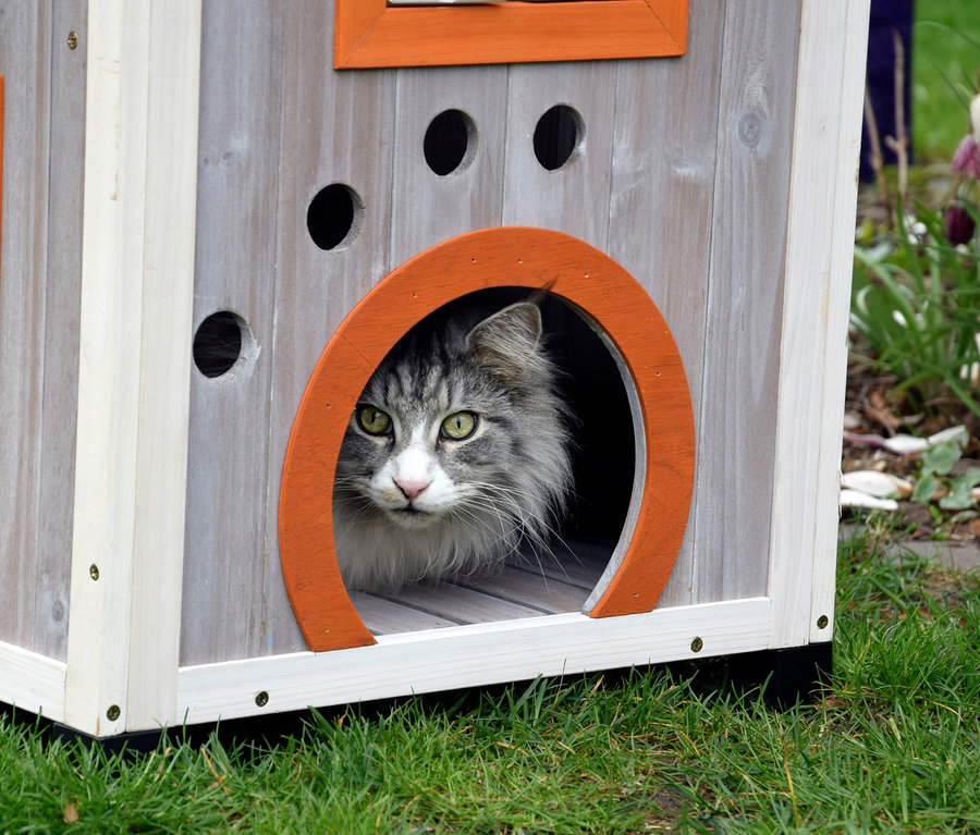Eine Katze sitzt im Katzenhaus »Fancy Cat«.